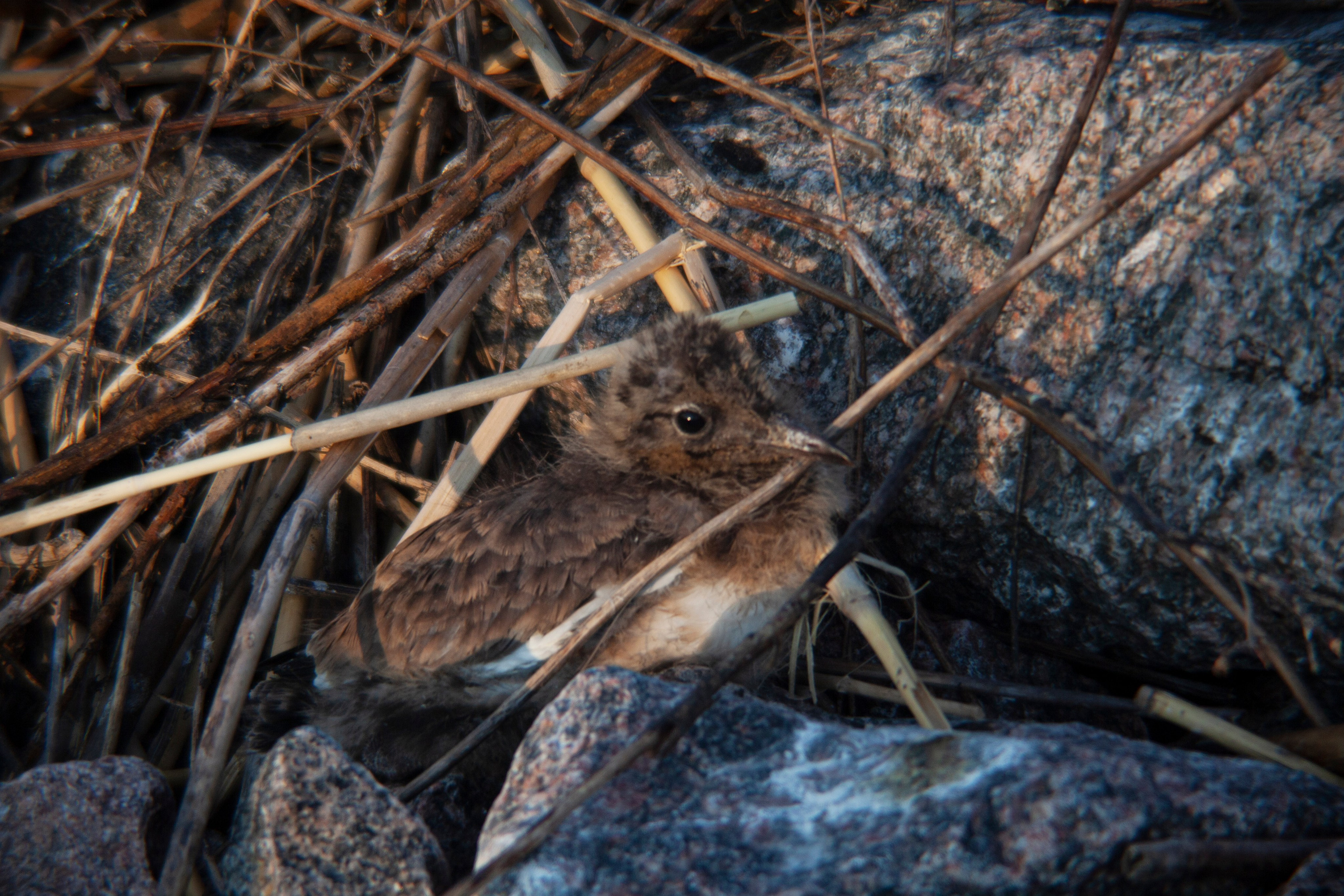Птичий базар на заливе. Фотограф Адигамова Юлия в Петербурге