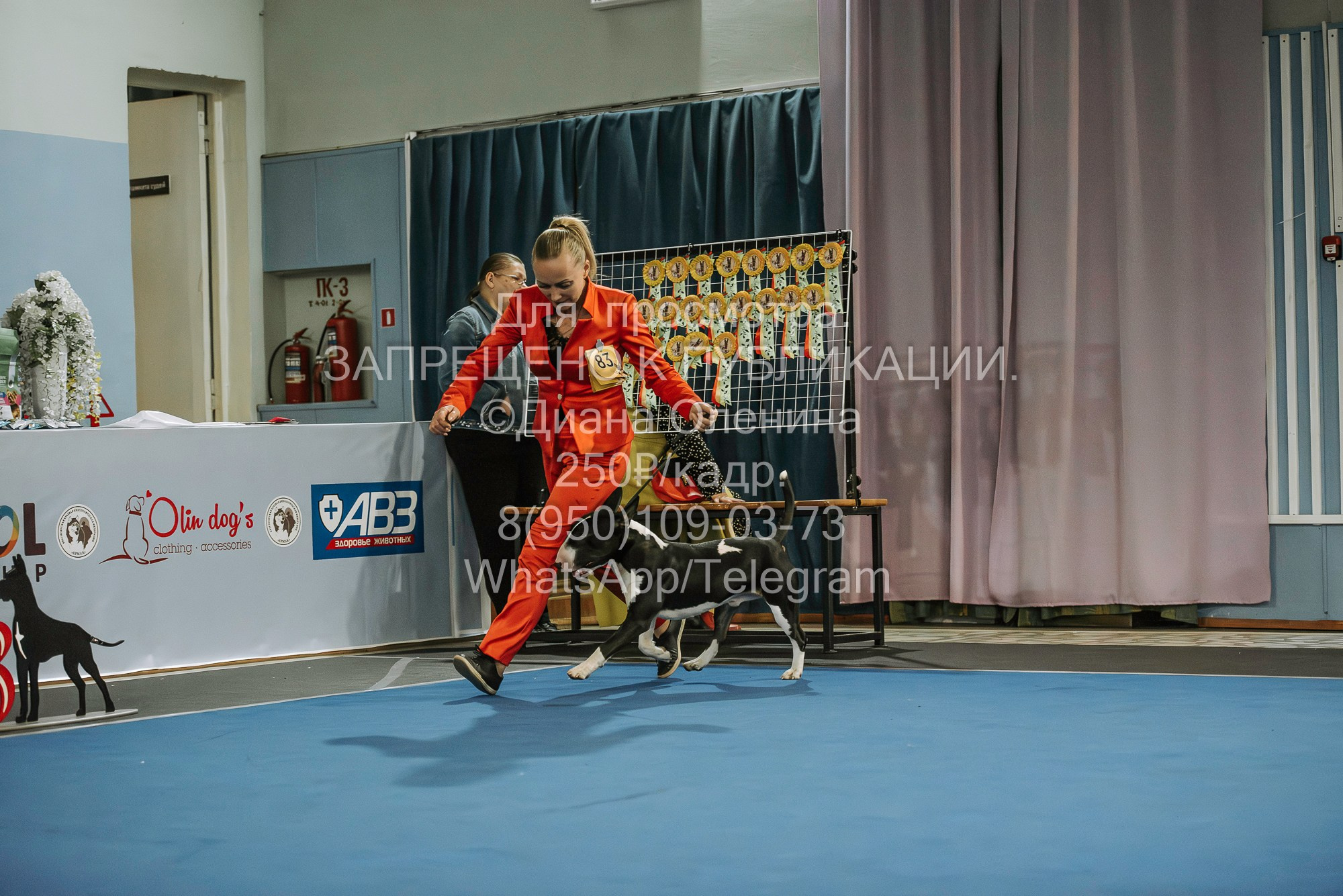 Выставка собак Красноярск 29.10.2023. Фотограф Диана Оленина Красноярск / Братск
