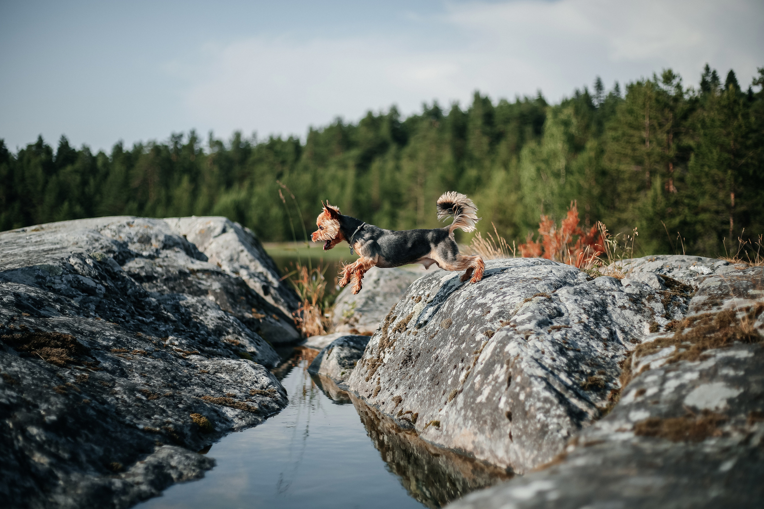 На природе. Фотограф- анималист Санкт-Петербург