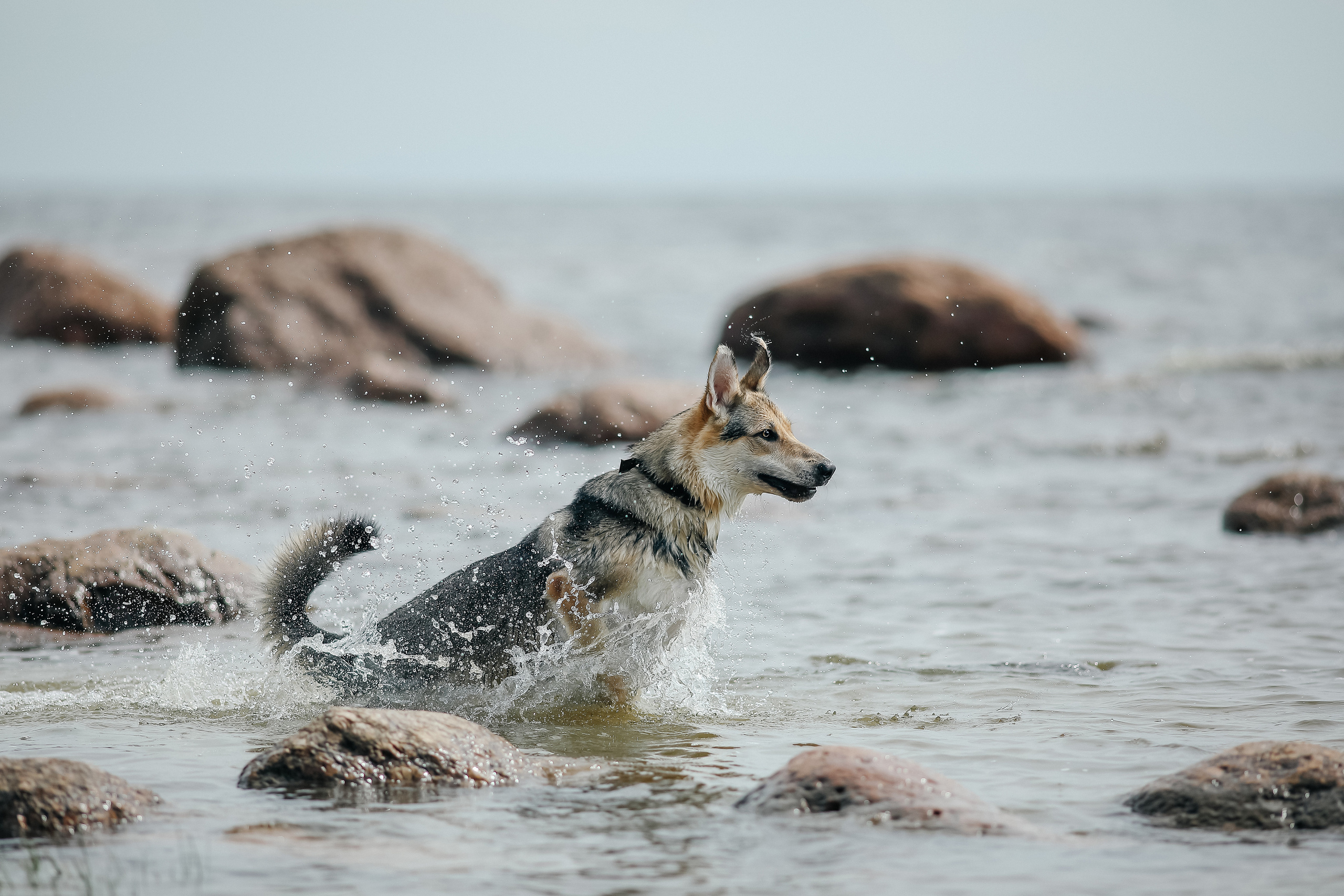 На природе. Фотограф- анималист Санкт-Петербург