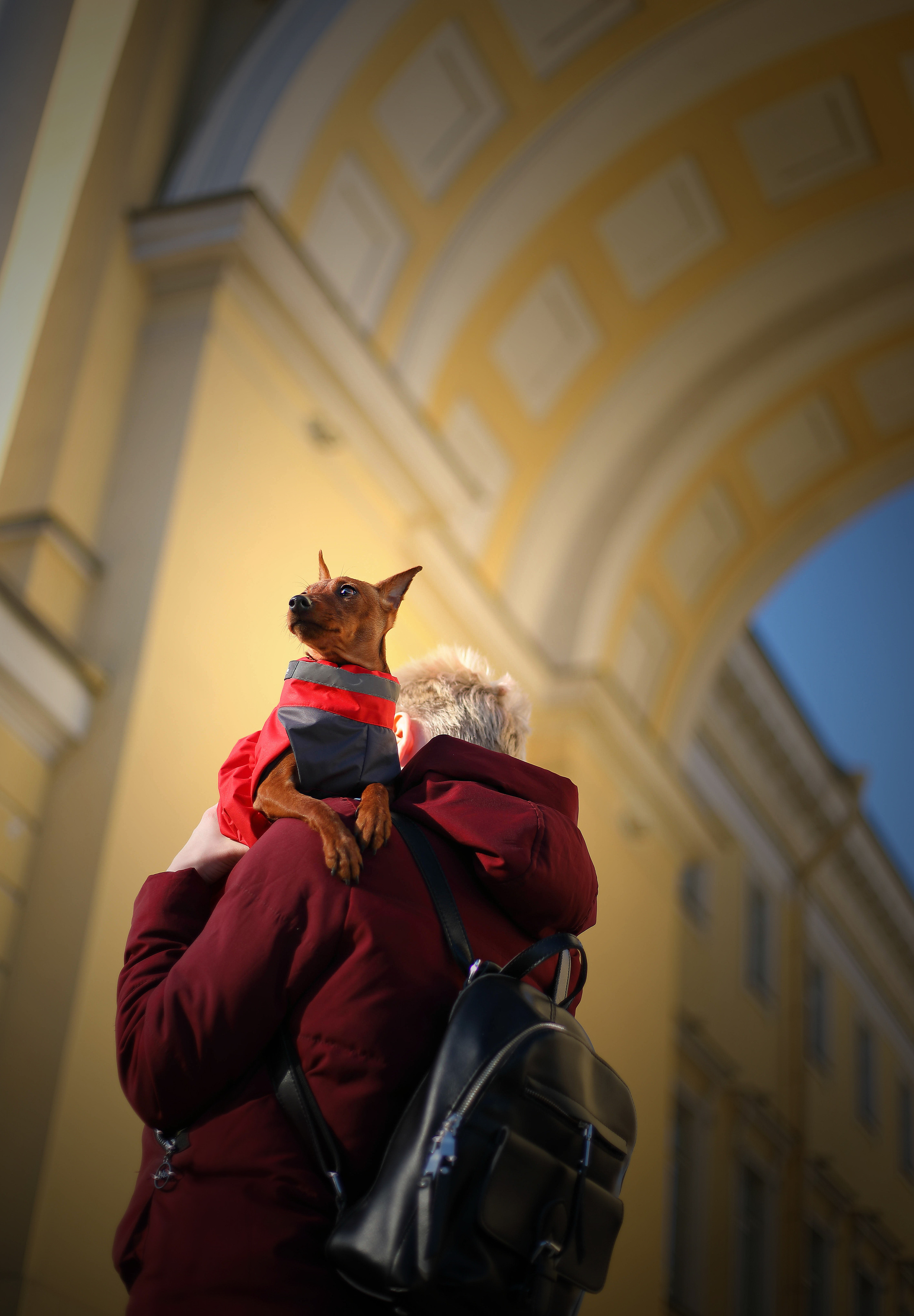 Собаки и их люди. Фотограф- анималист Санкт-Петербург