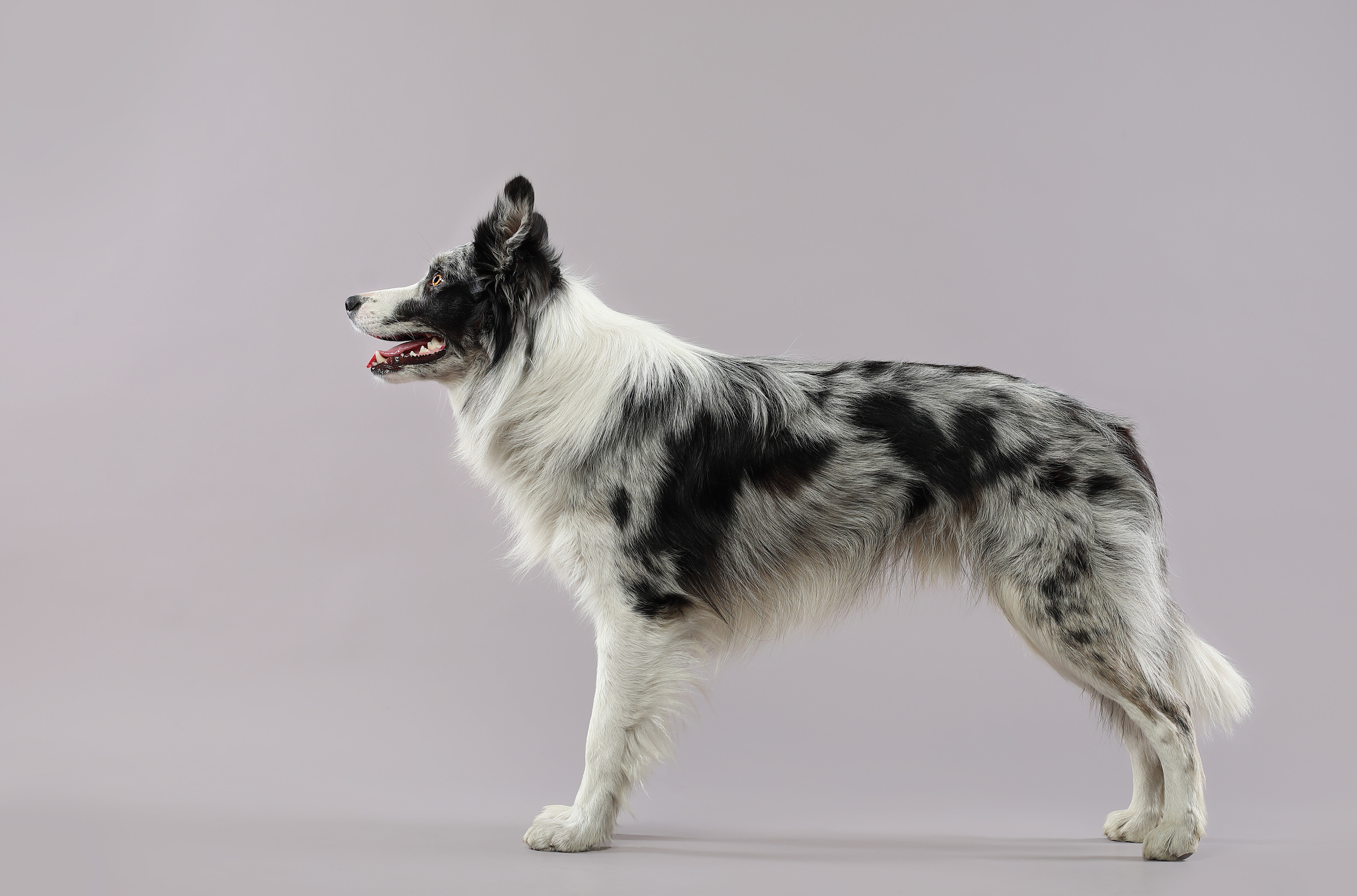 В студии. Фотограф- анималист Санкт-Петербург