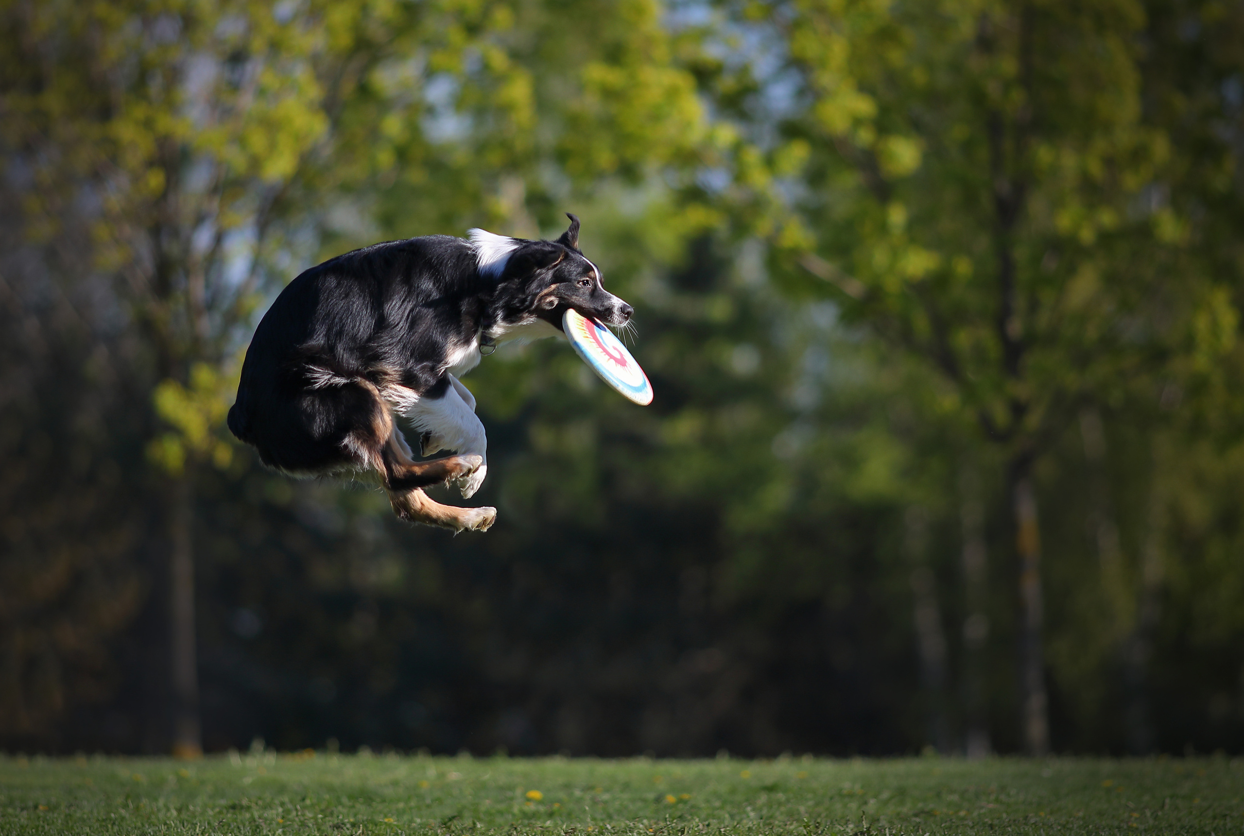 На природе. Фотограф- анималист Санкт-Петербург