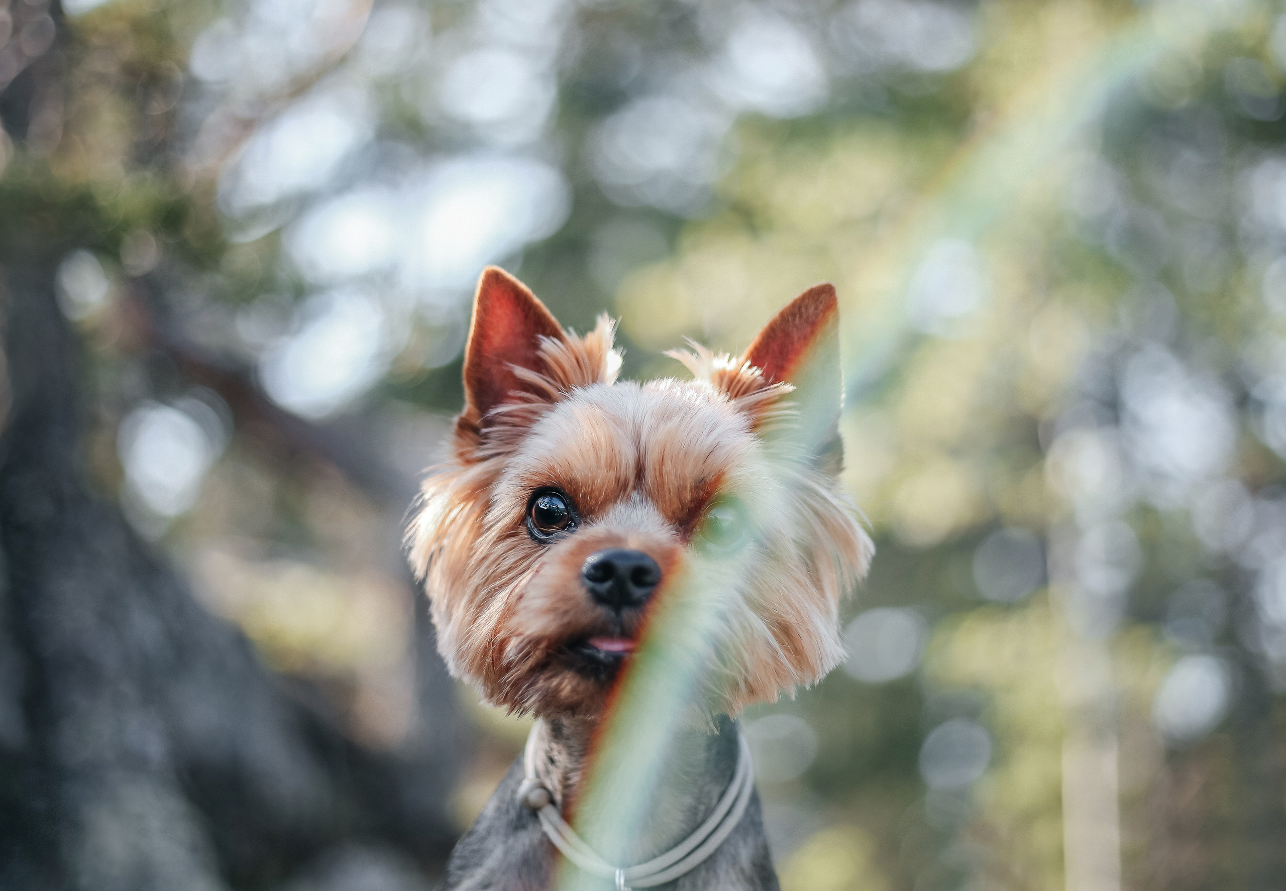 На природе. Фотограф- анималист Санкт-Петербург