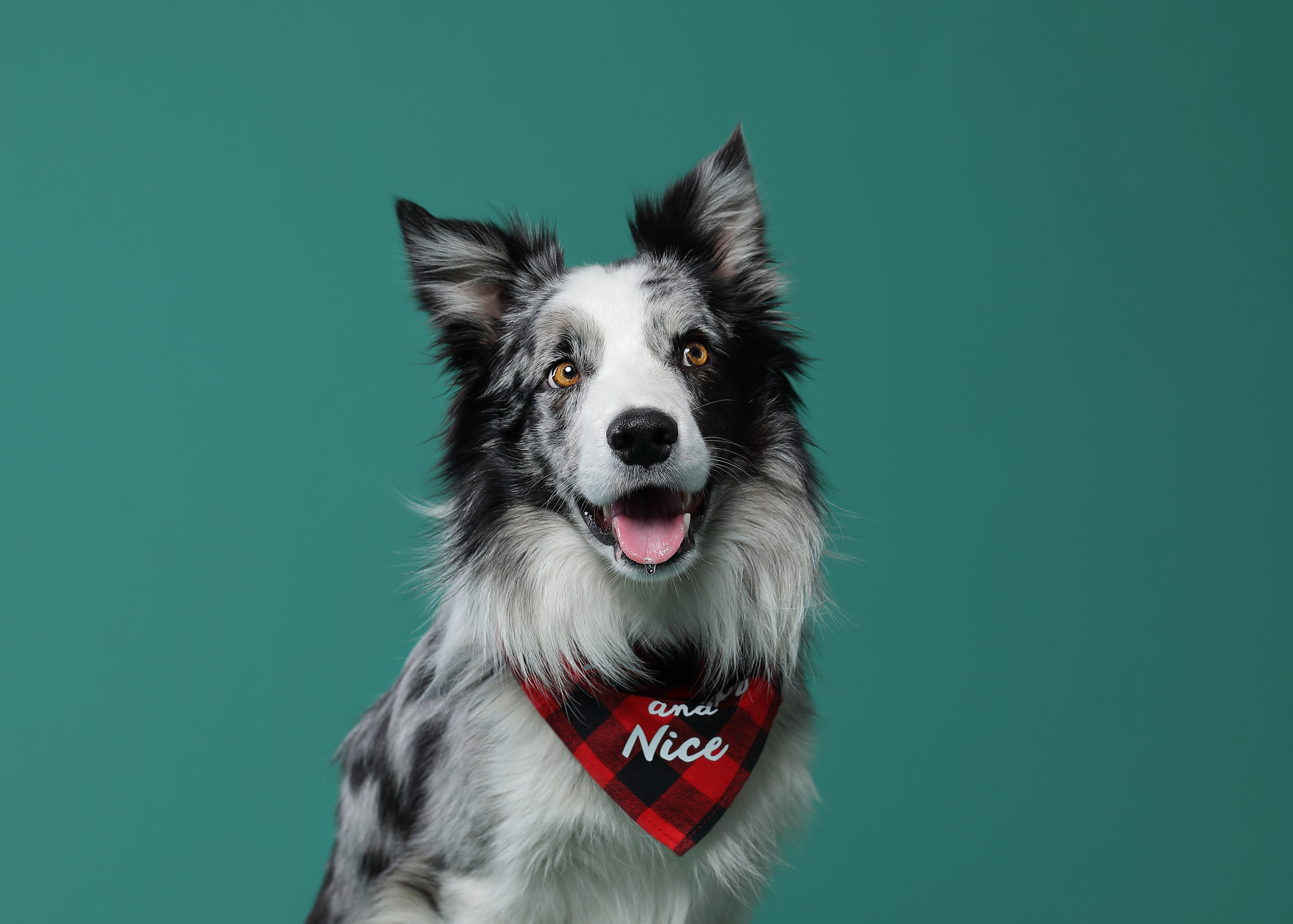 В студии. Фотограф- анималист Санкт-Петербург