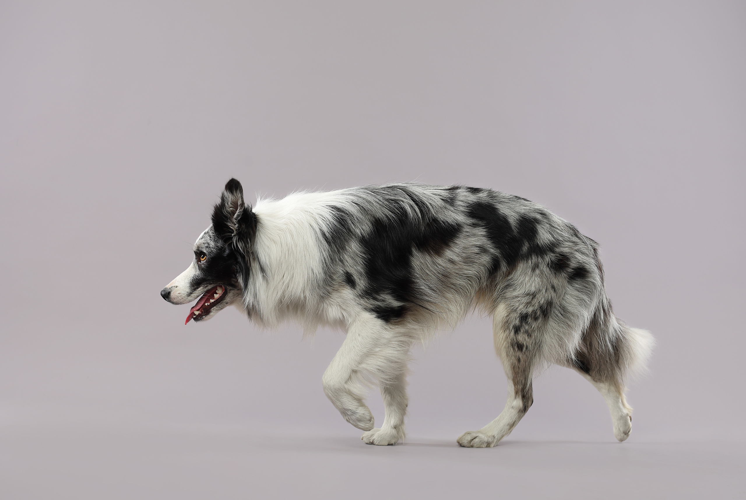 В студии. Фотограф- анималист Санкт-Петербург