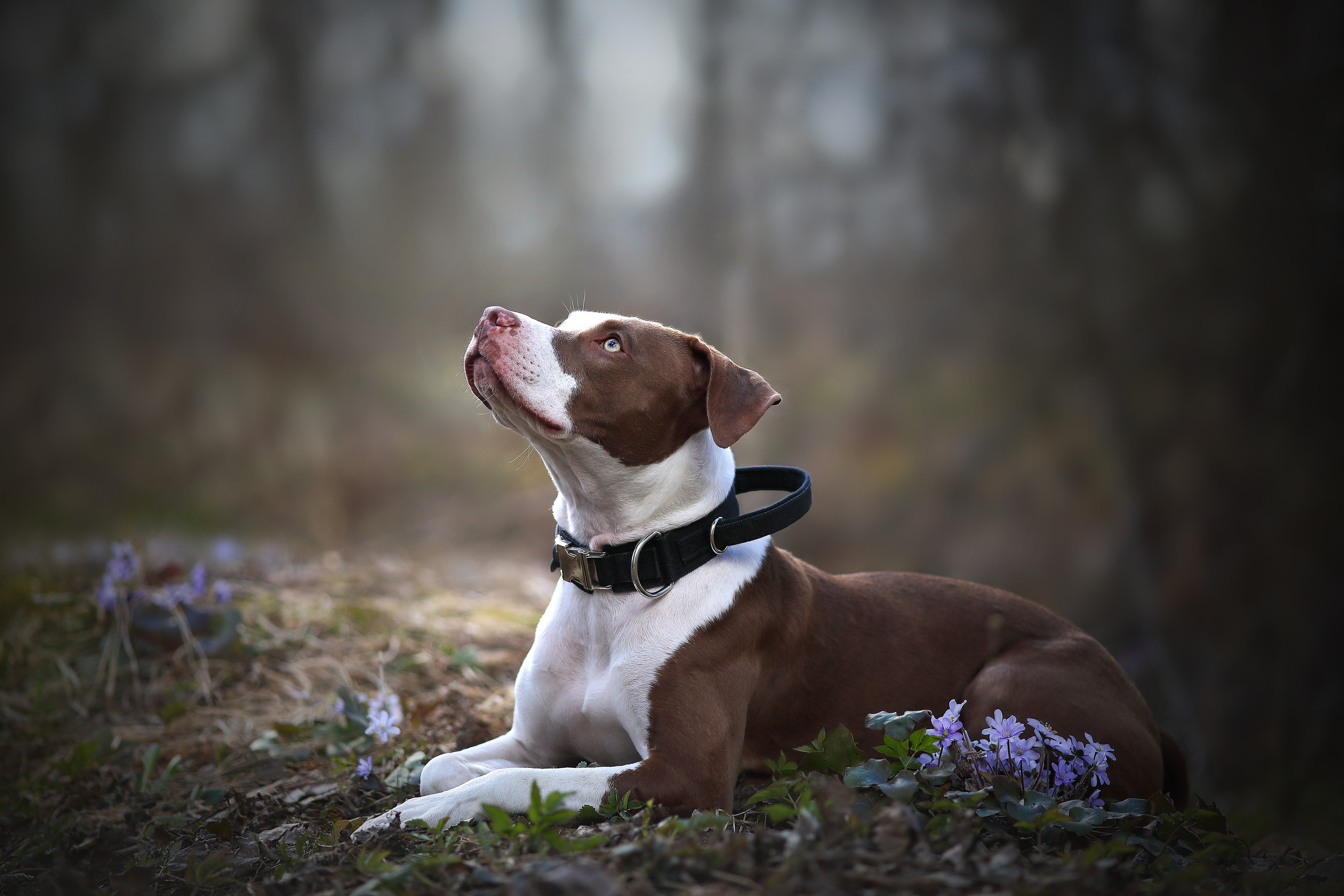 На природе. Фотограф- анималист Санкт-Петербург