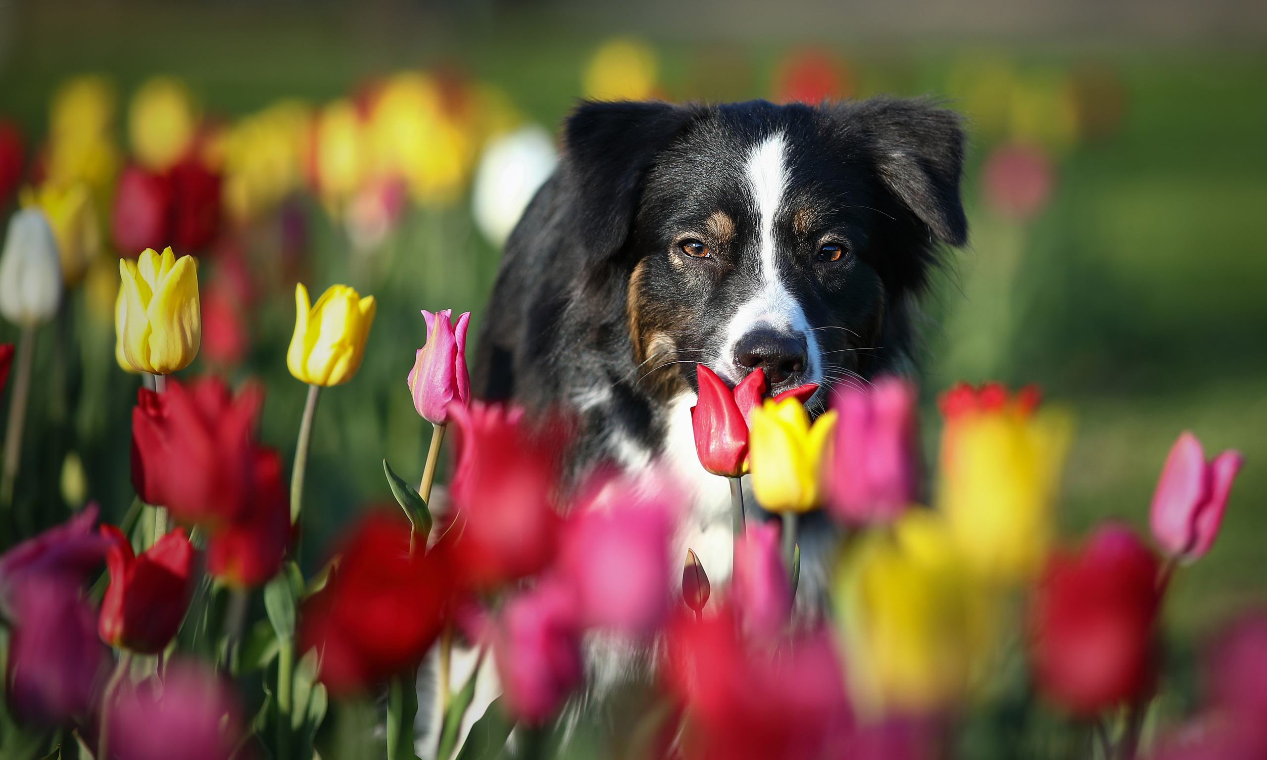 На природе. Фотограф- анималист Санкт-Петербург