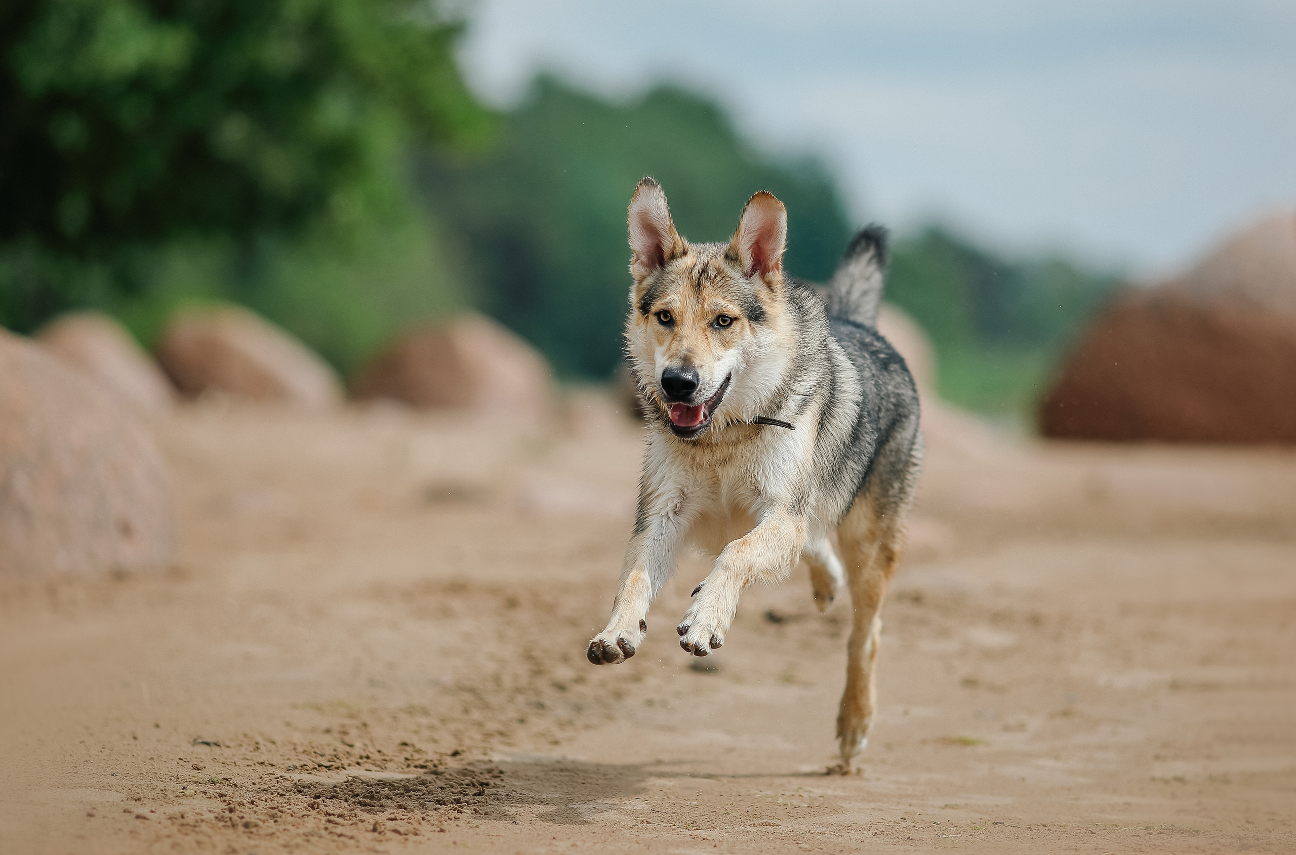 На природе. Фотограф- анималист Санкт-Петербург