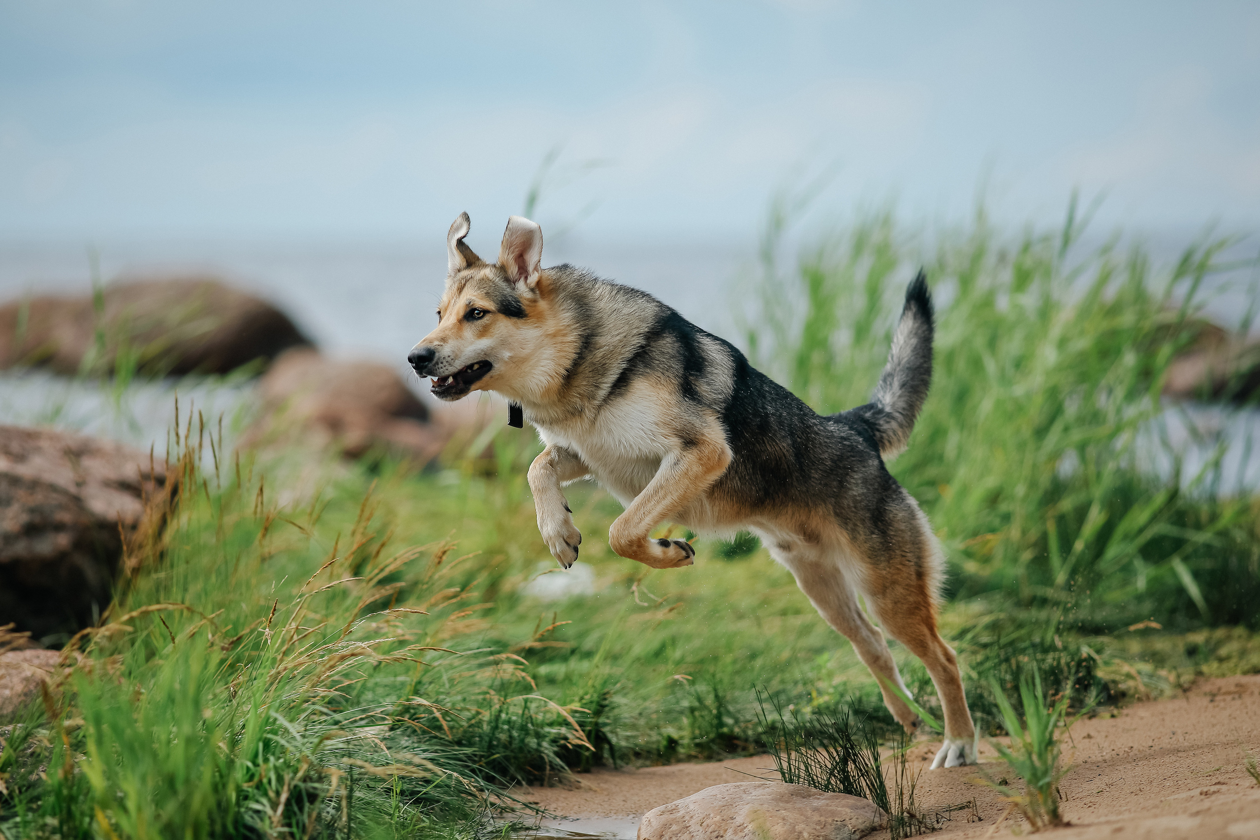 На природе. Фотограф- анималист Санкт-Петербург