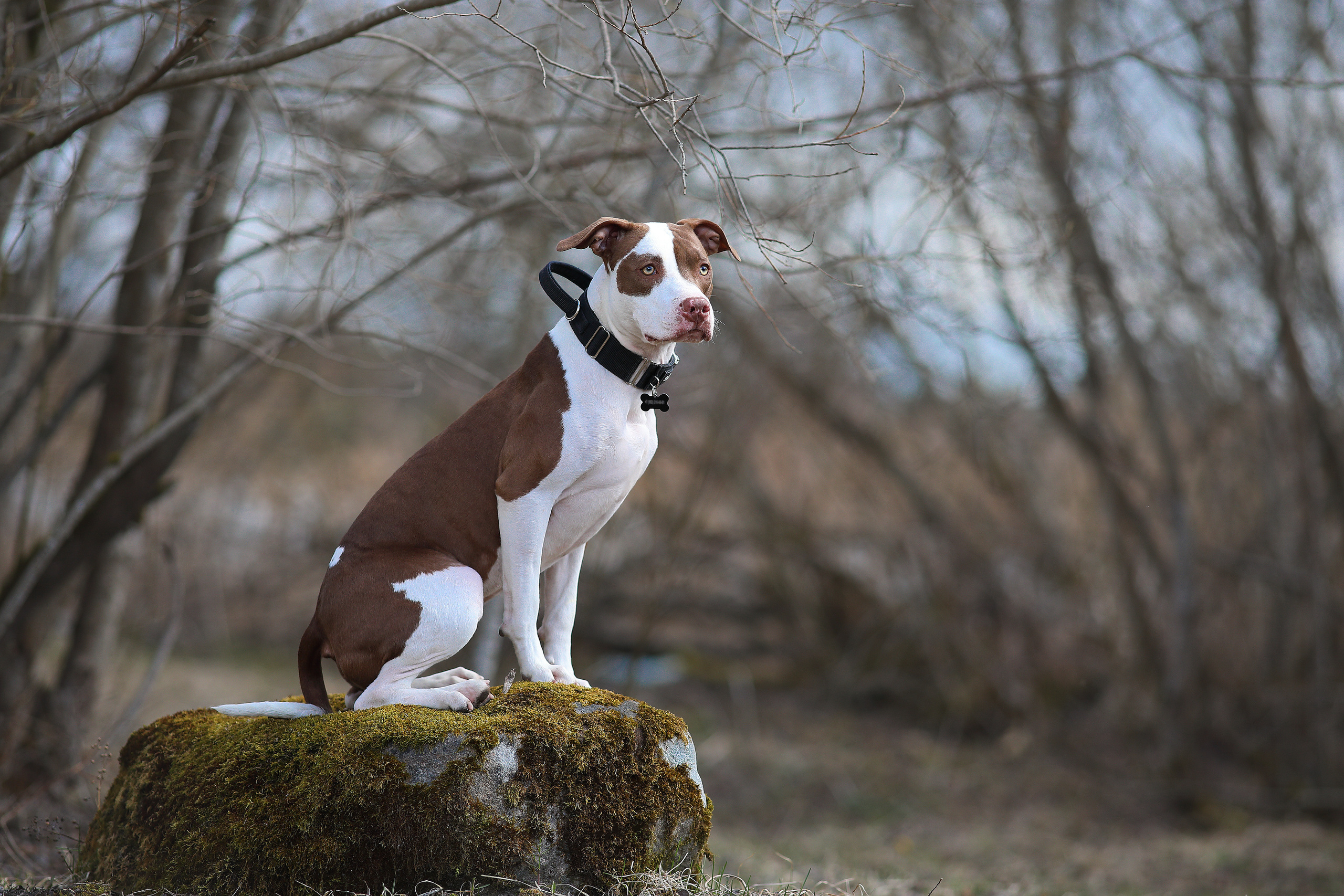 На природе. Фотограф- анималист Санкт-Петербург