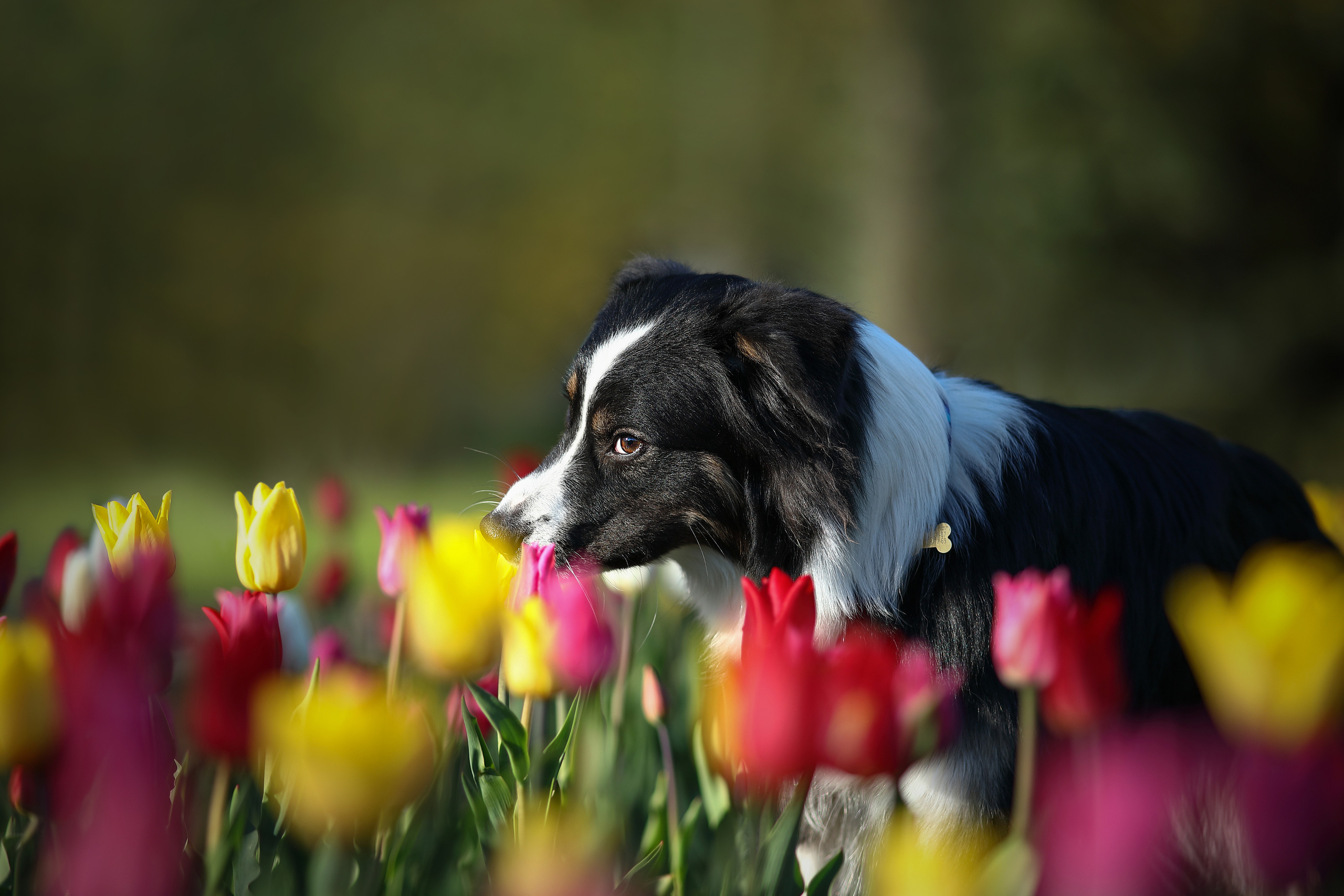 На природе. Фотограф- анималист Санкт-Петербург