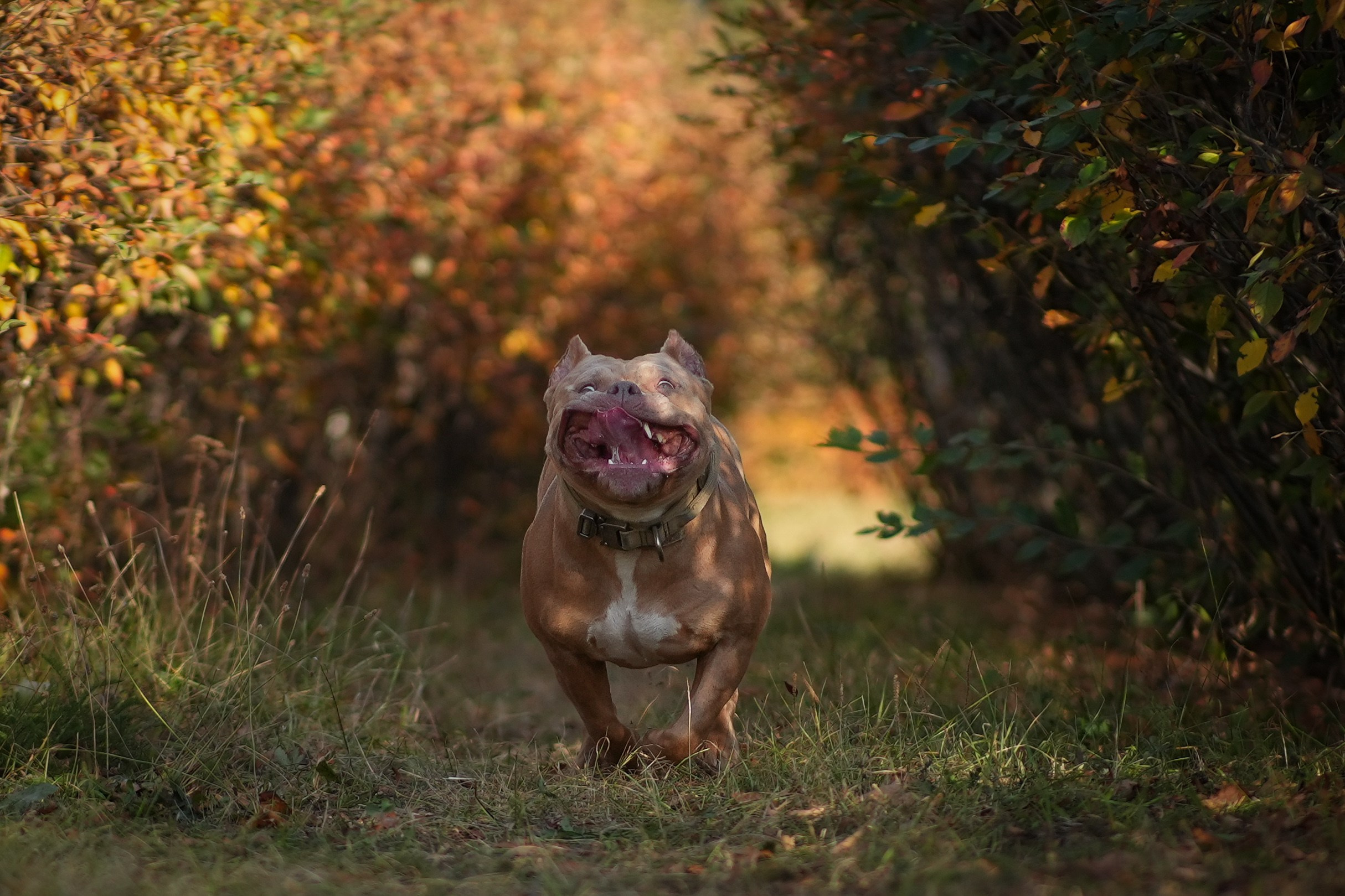 АмБулли Адель. Фотограф-анималист Асадова