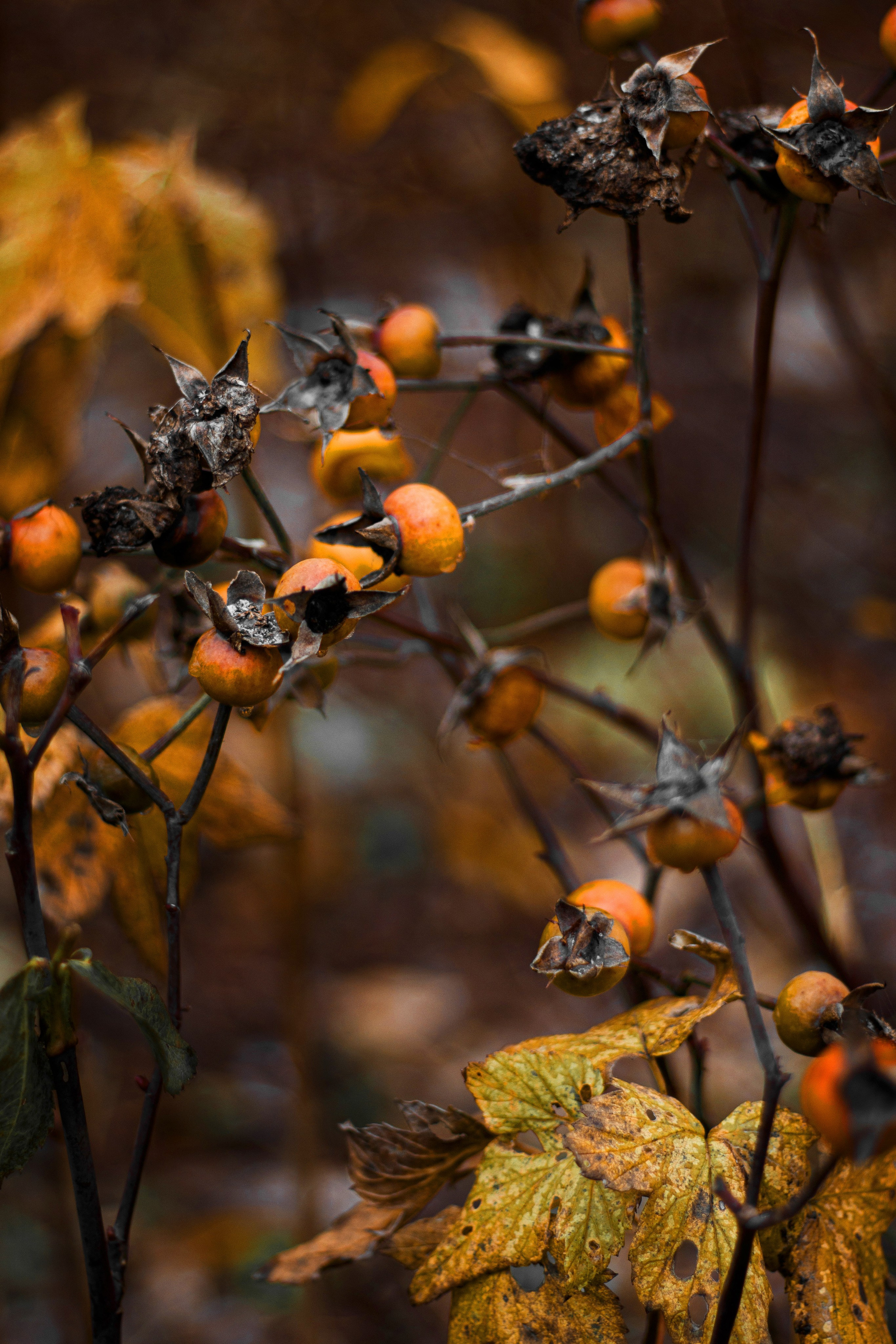 十一月的花园 – 秋日氛围与金色光影摄影