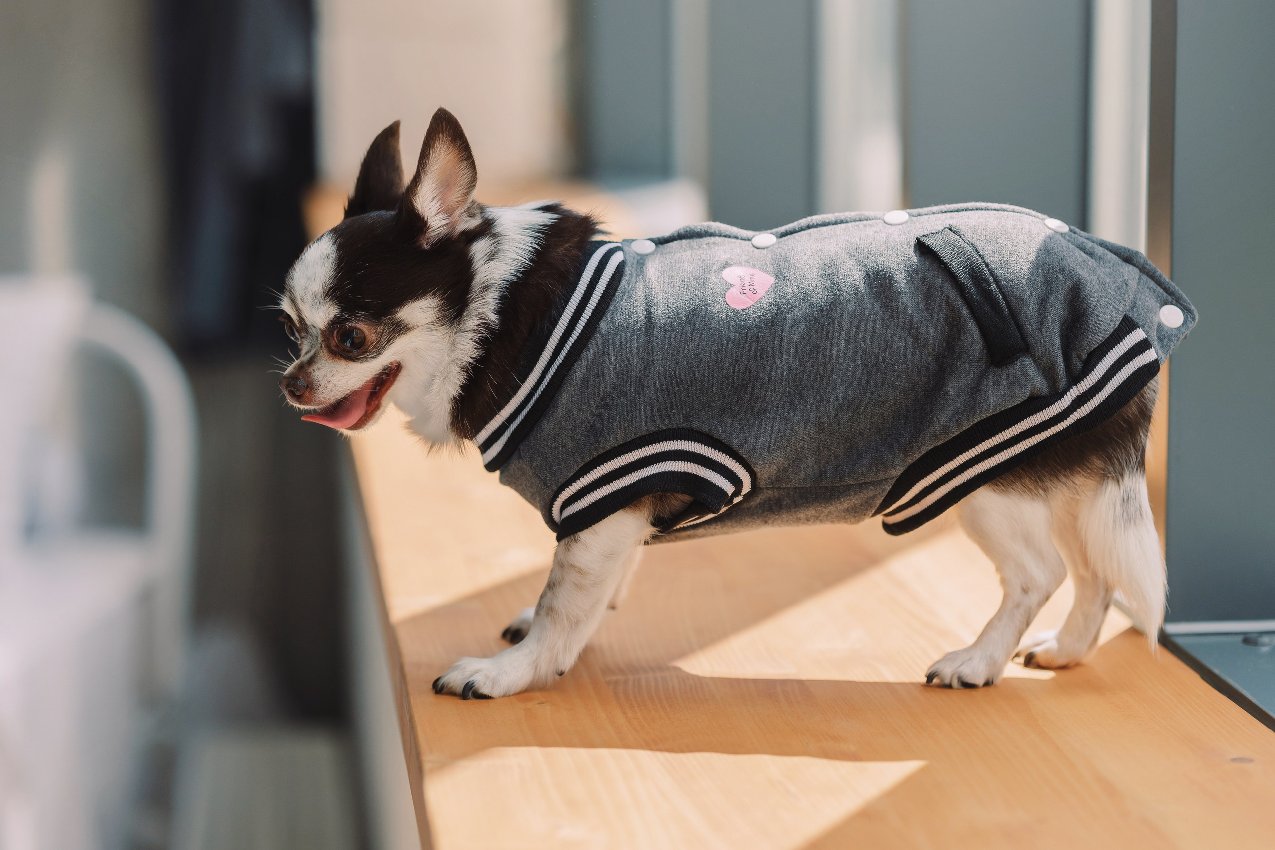 Магазин Friend of mine. Фотограф-анималист Елена Радченко, Москва