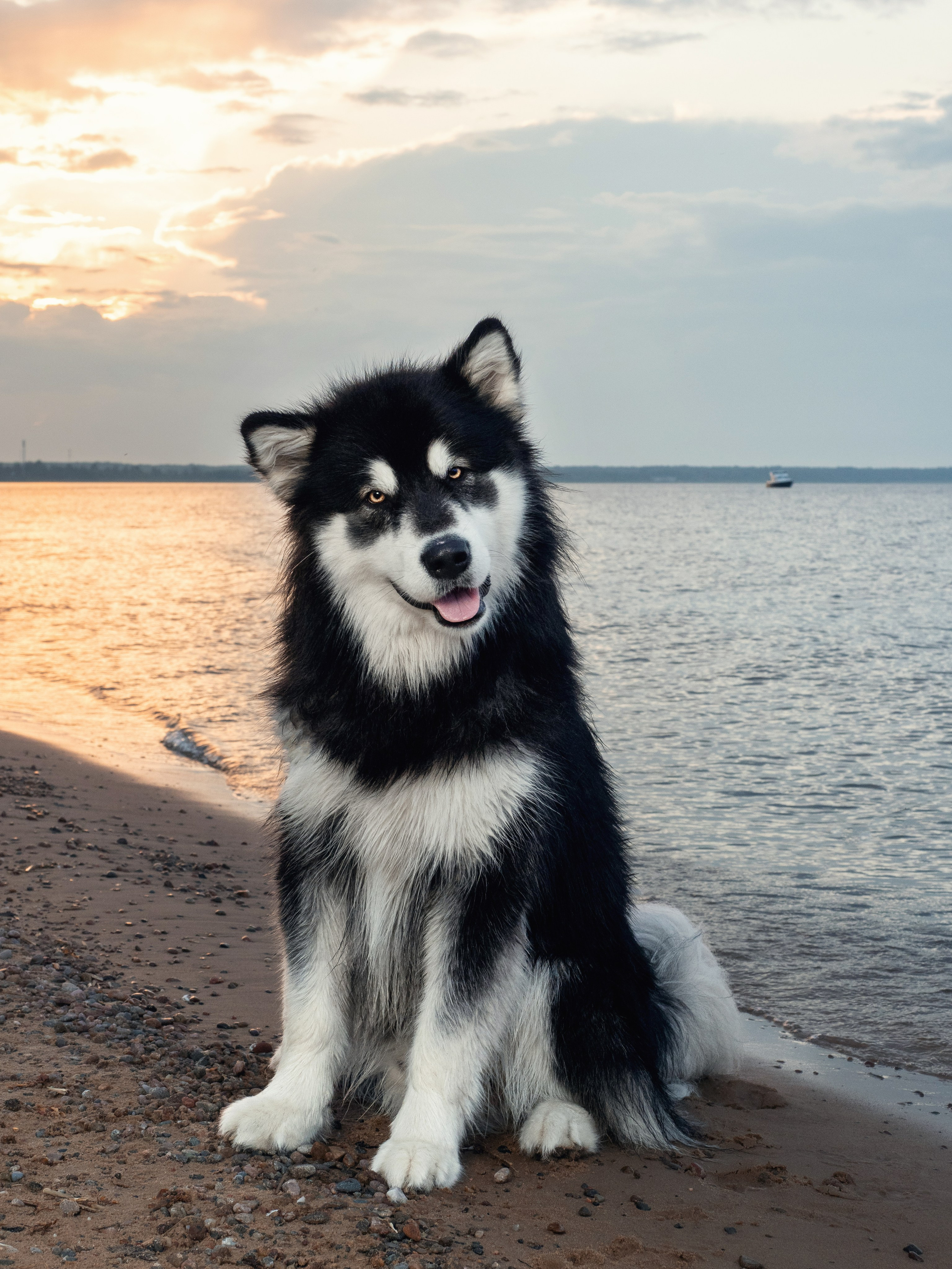 Прогулка. Фотограф животных и людей в Санкт-Петербурге Дарья Быстрицкая