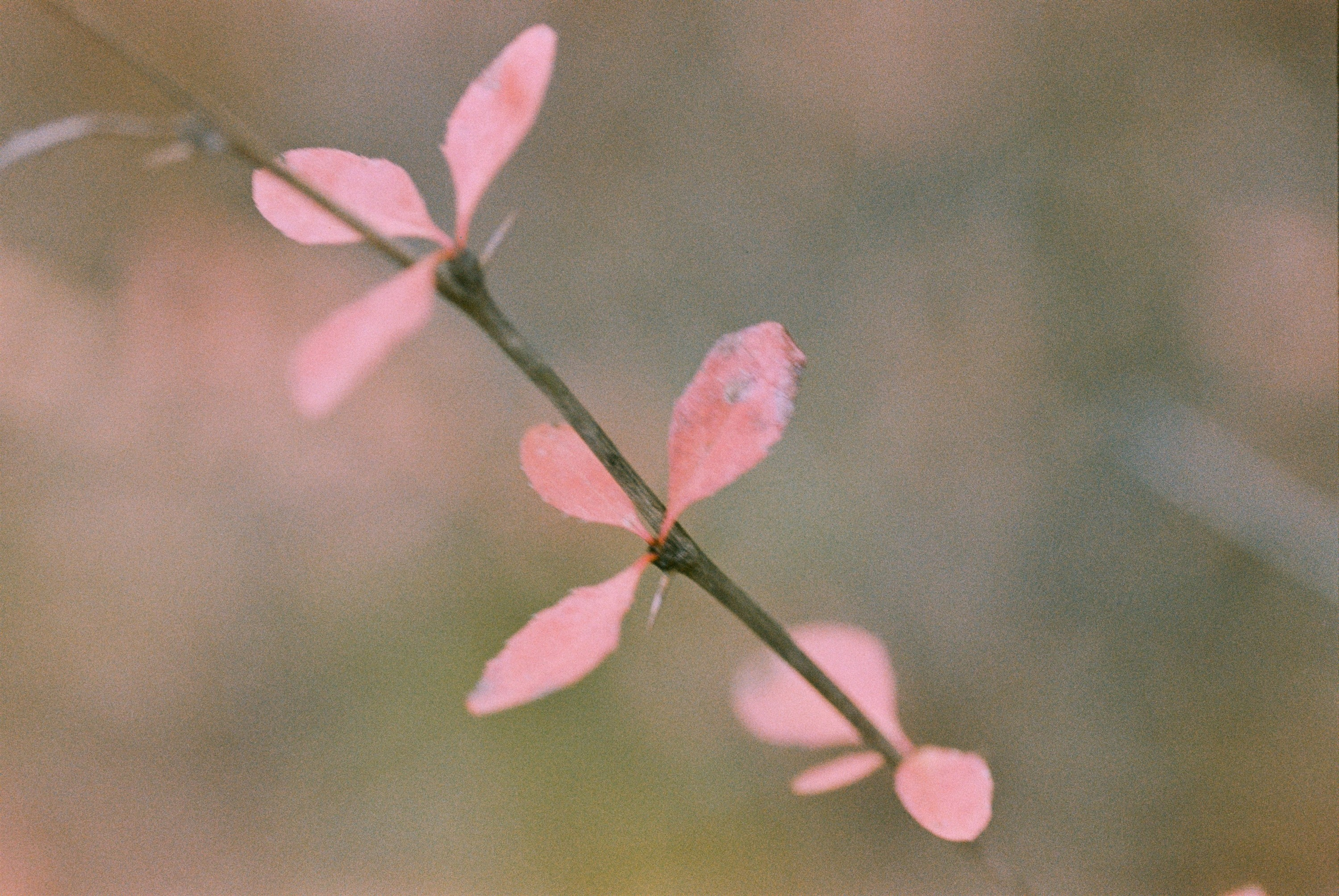 Осень на просроченную Kodak Color Plus 200 и Contax N1 с макро-объекти