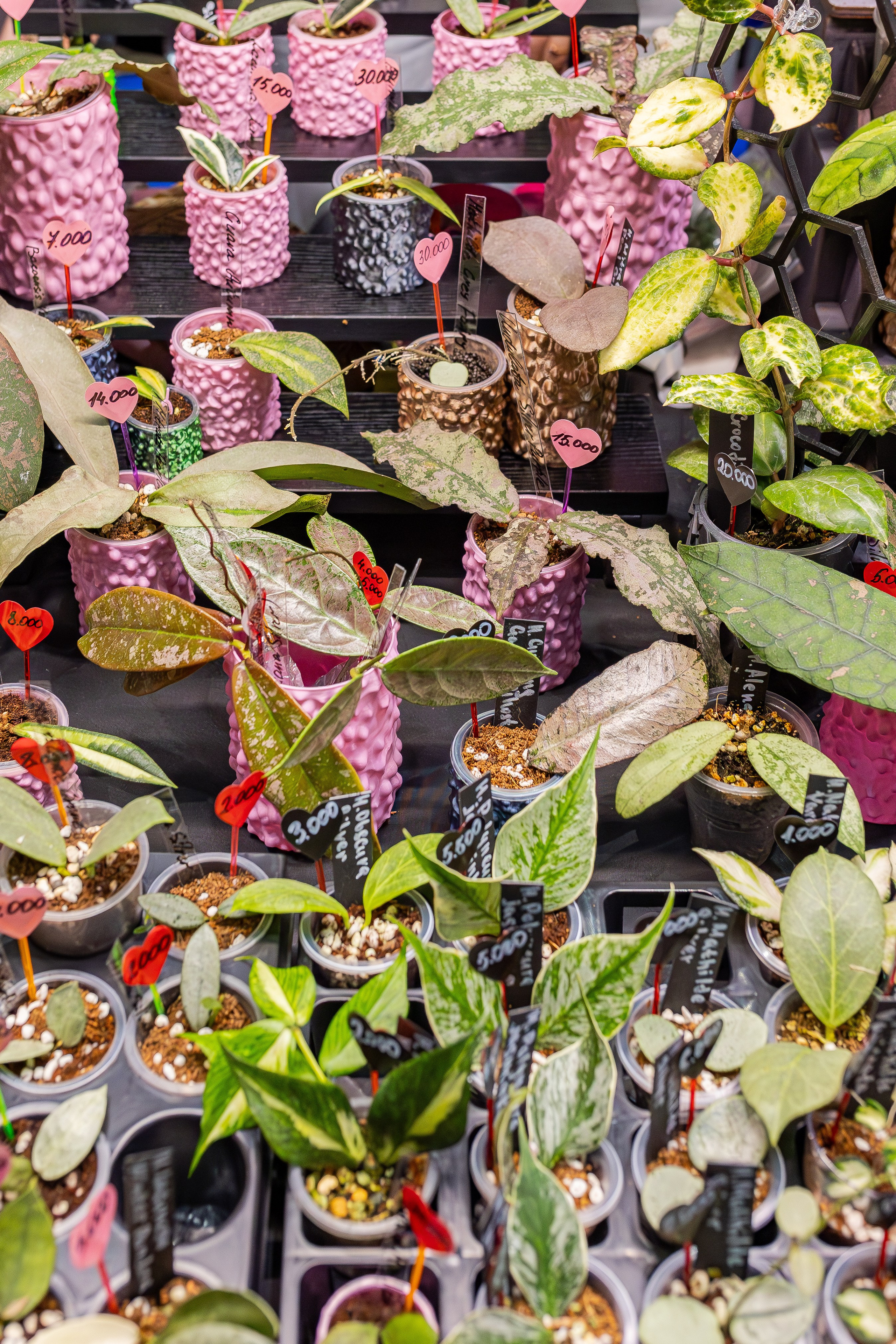 Монстериум апрель 2026. Александра Куликова фотограф, Москва