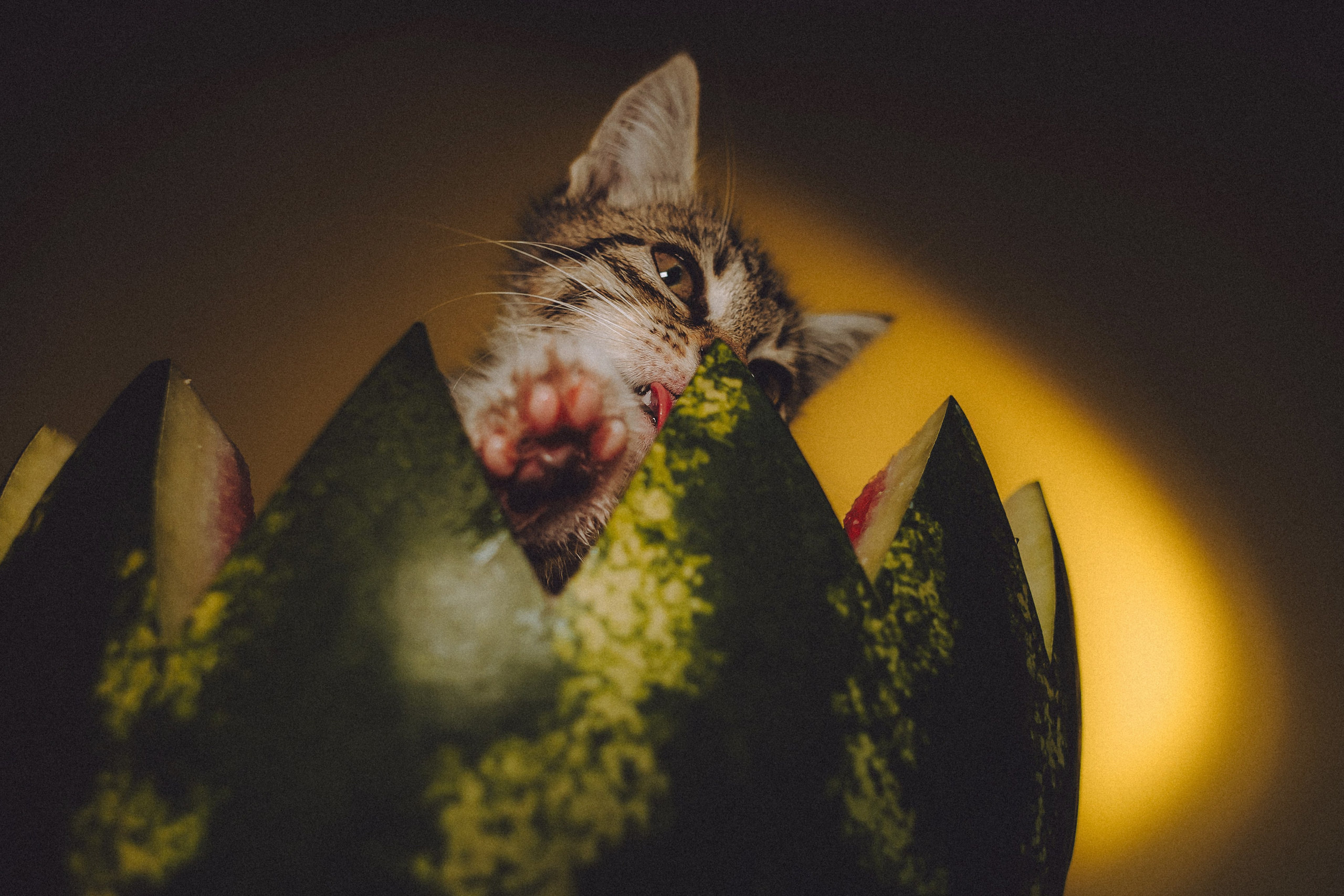 Сирена и арбуз