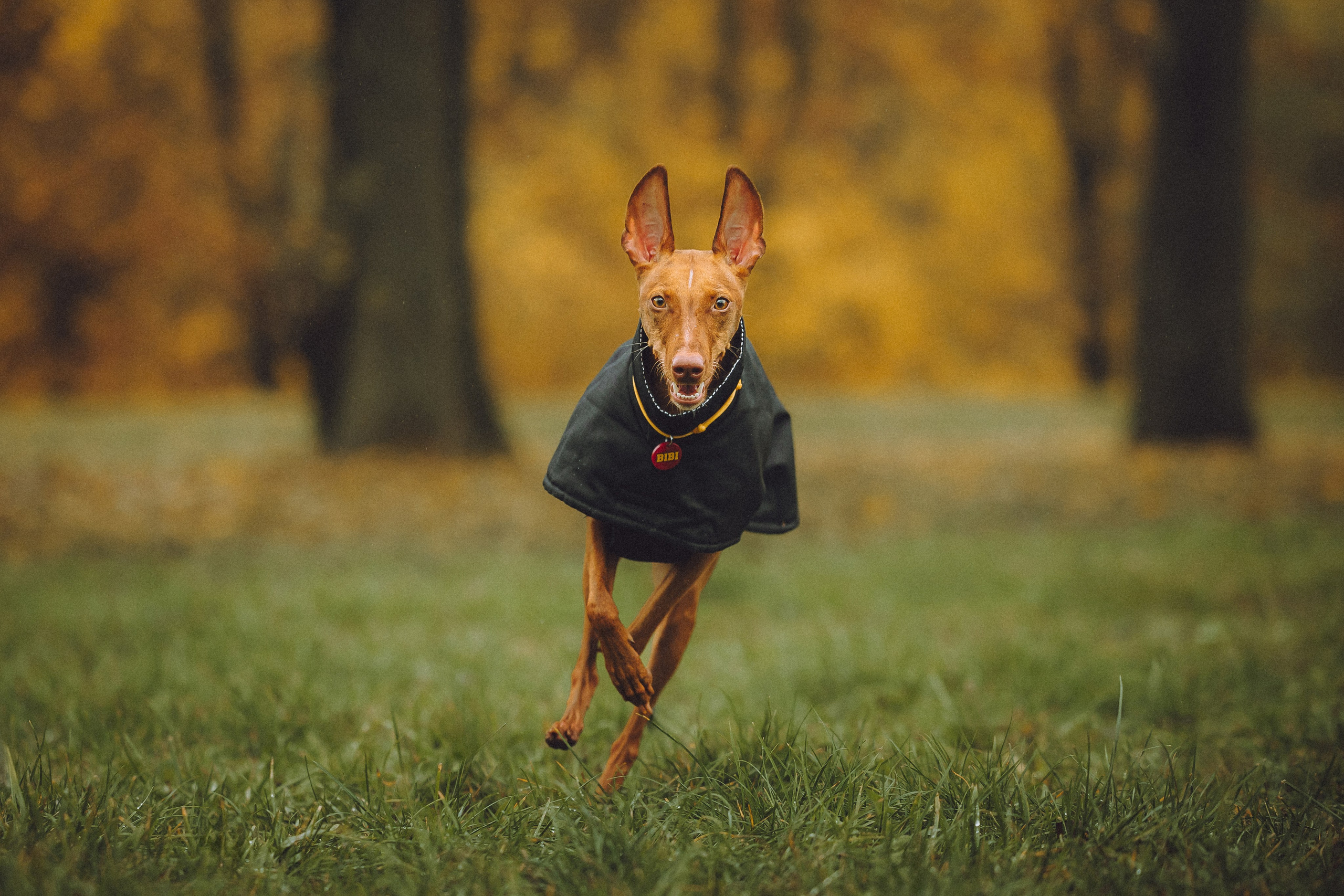 Даша и Биби