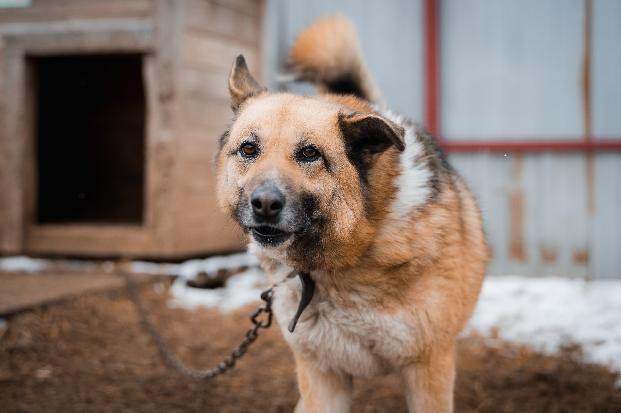 Герда. Улыбка собаки — спасение и пристройство бездомных собак