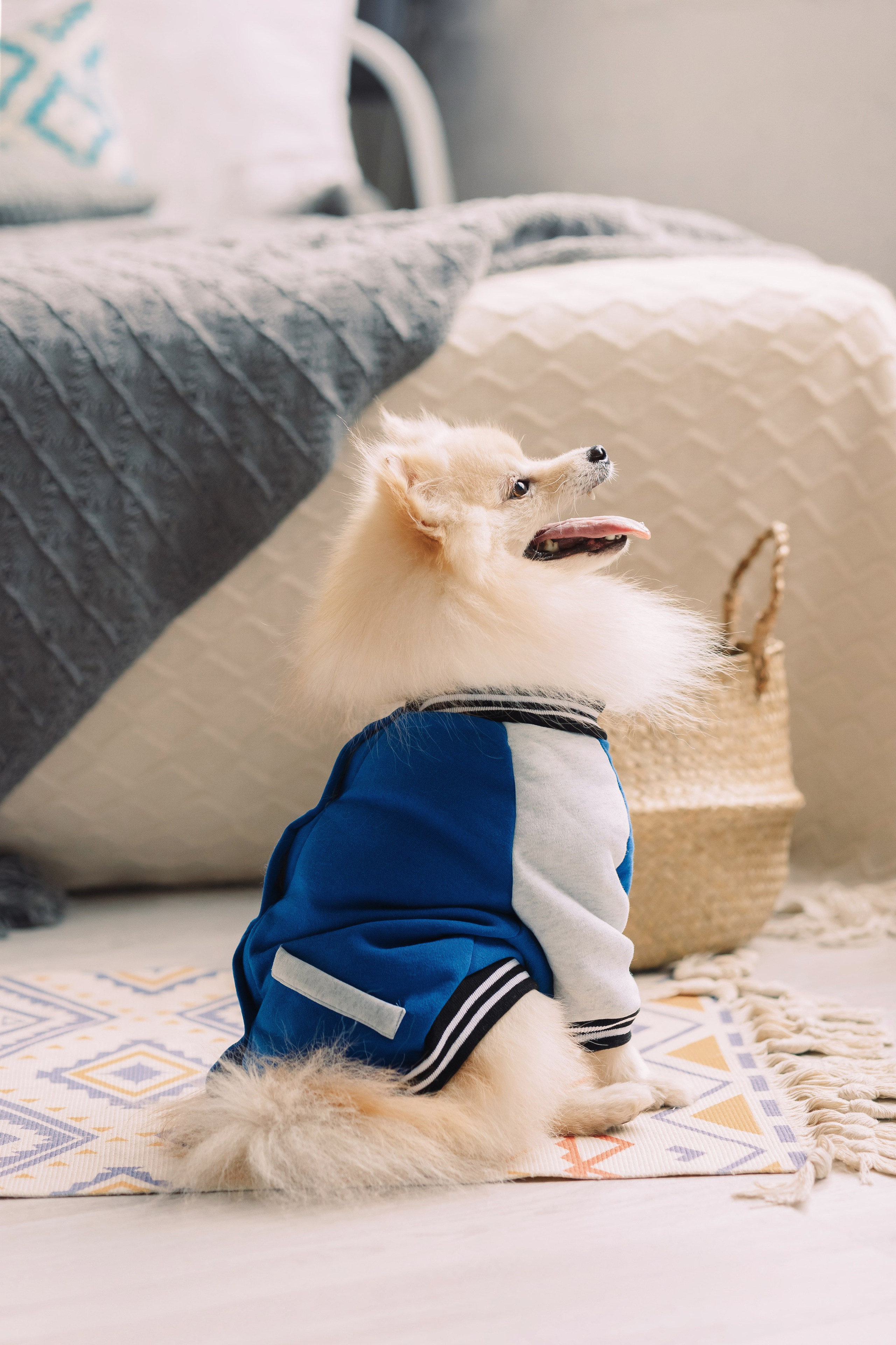 Магазин Friend of mine. Фотограф-анималист Елена Радченко, Москва