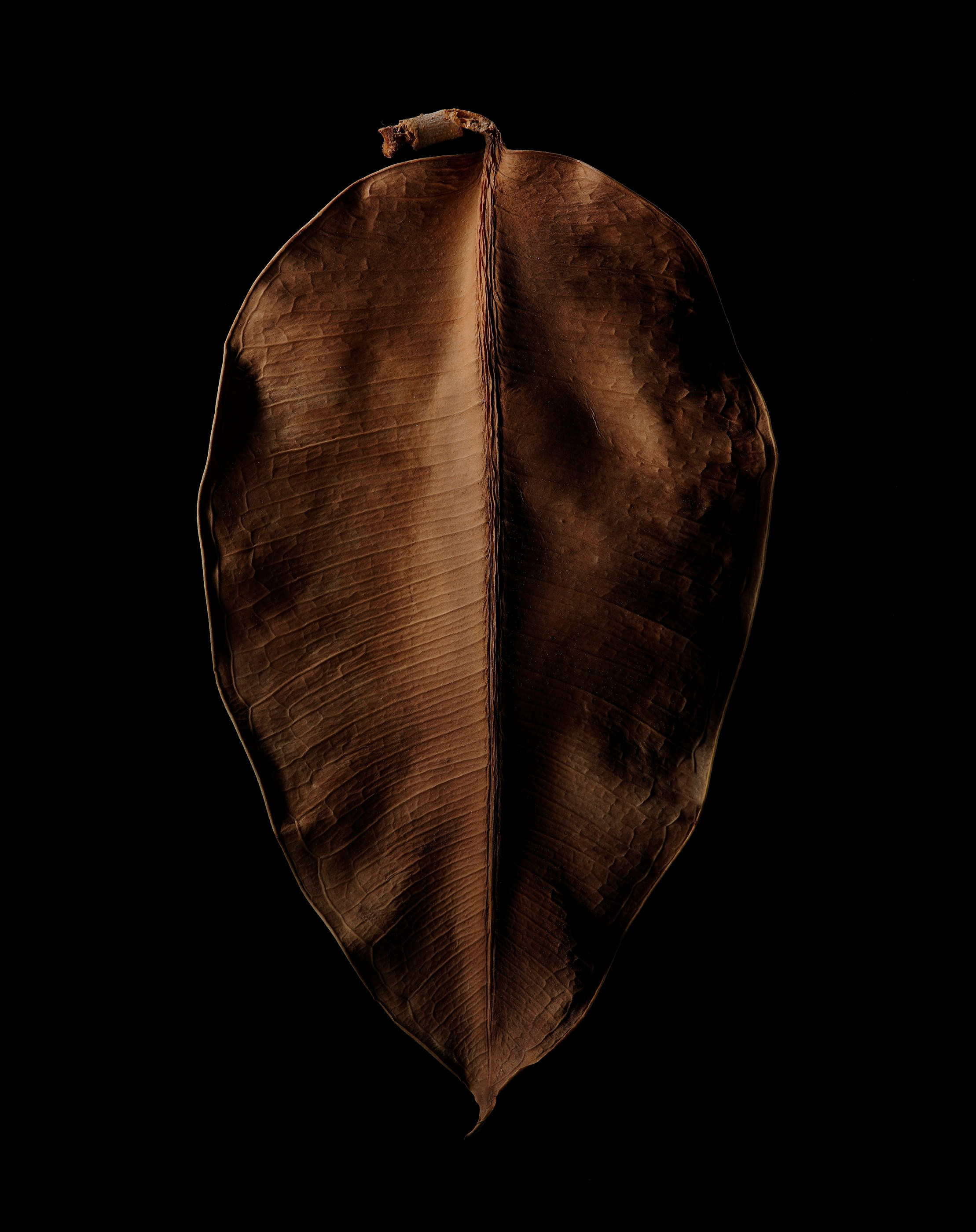 ANOTHER FORM. LUMEN DUO Art photography for interiors