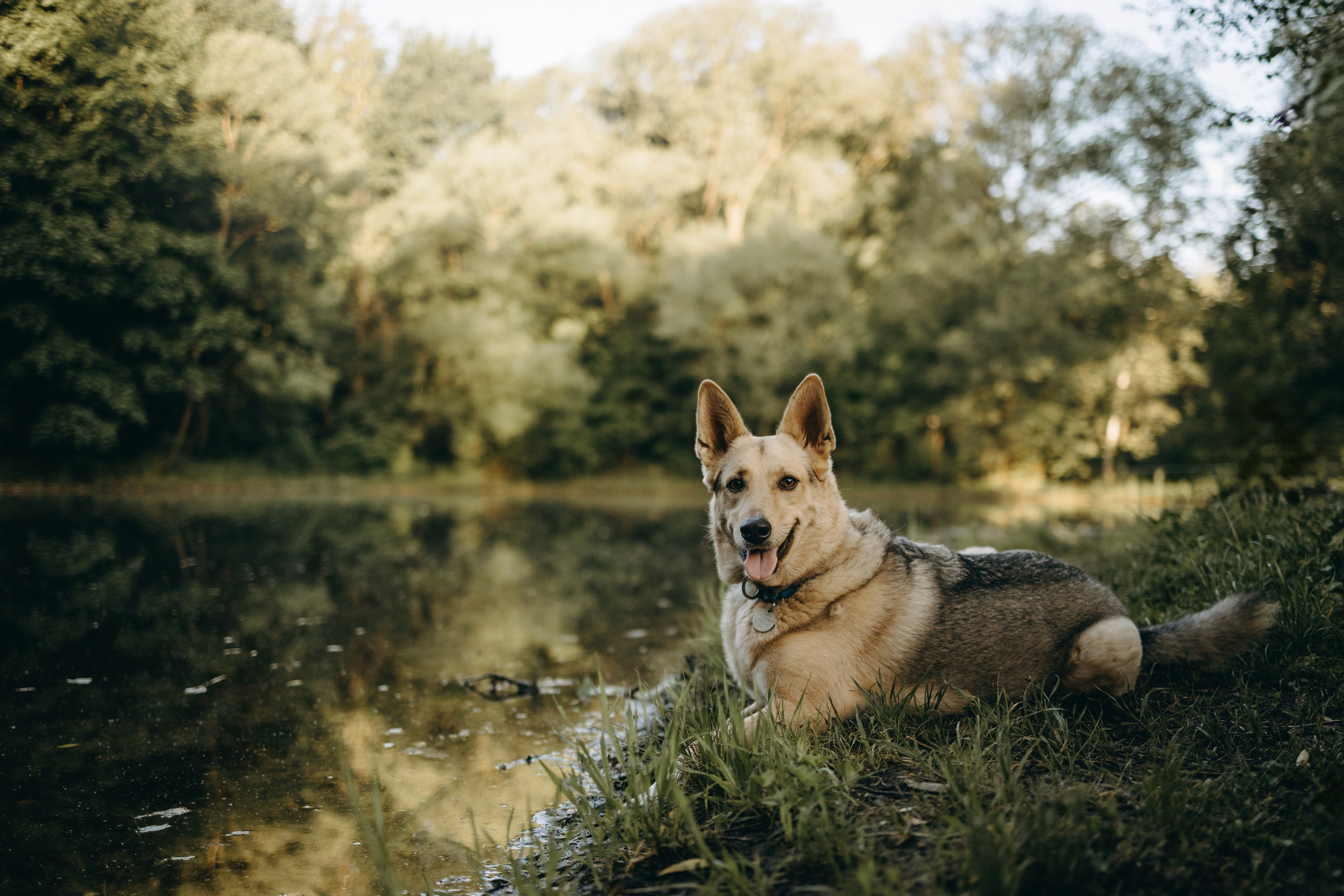 Татьяна, Сергей и их Булочка и Пончик. Фотограф — Анималист | Санкт-Петербург