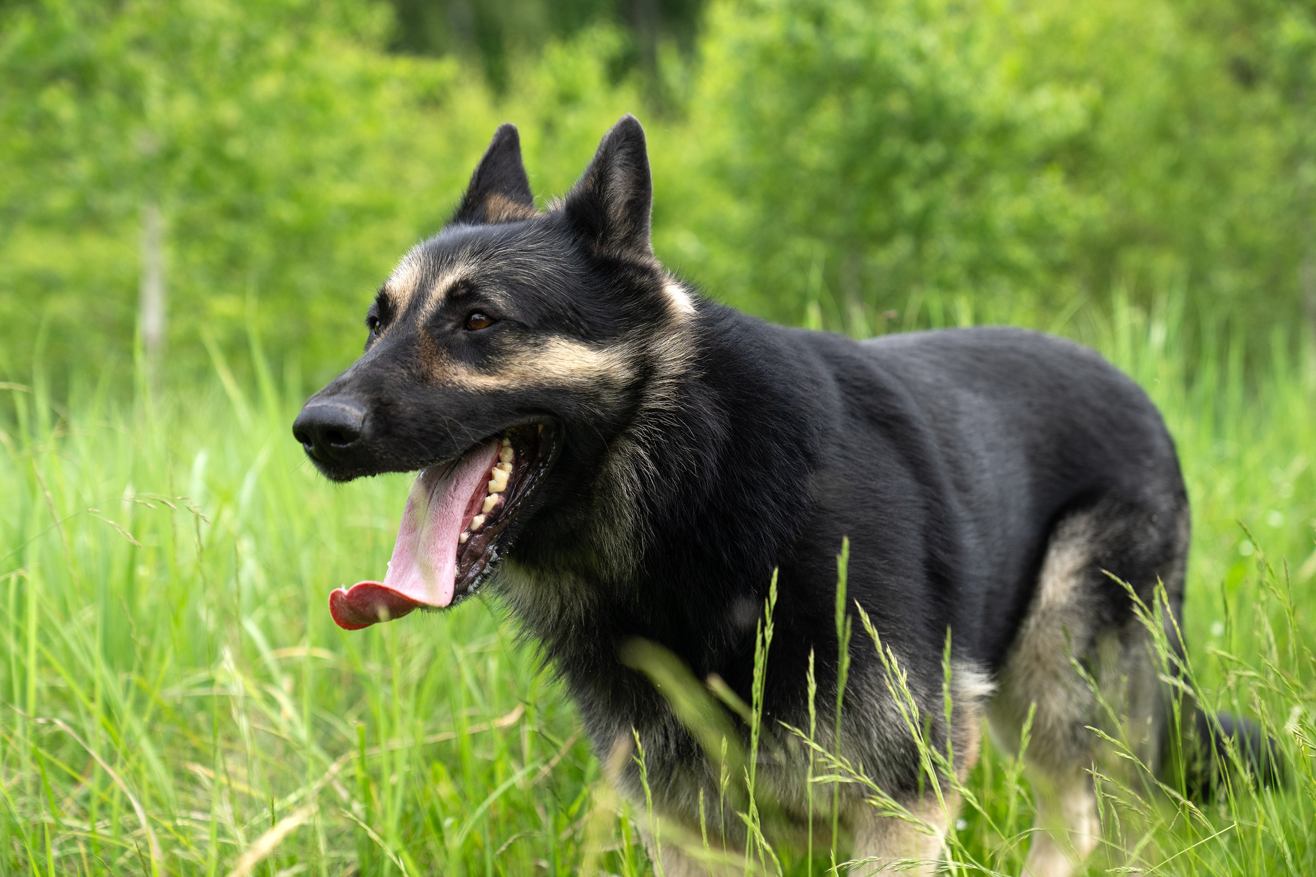 Фотограф анималист в Сочи — профессиональная съемка домашних животных. Профессиональная фотосъемка в Сочи: репортаж, предметная, ювелирная фотосъемка, недвижимость, фуд-фотография. Фотограф Александр Афанасьев
