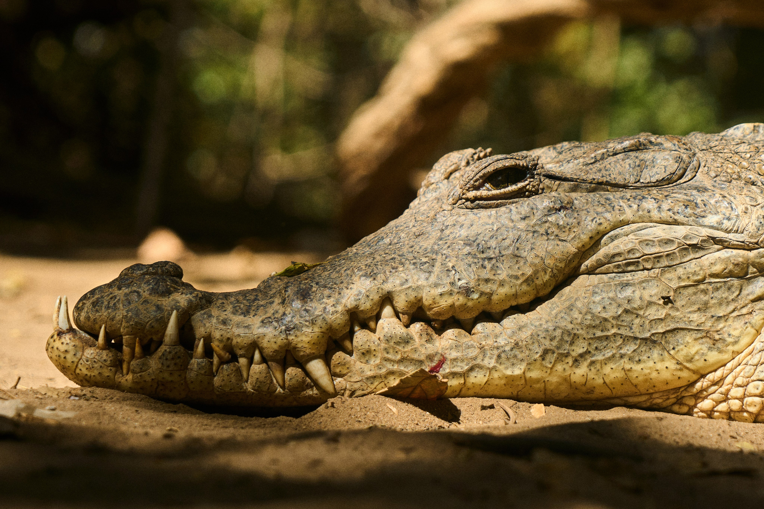 Guinea-Bissau. See the moment and catche. commercial and reportage