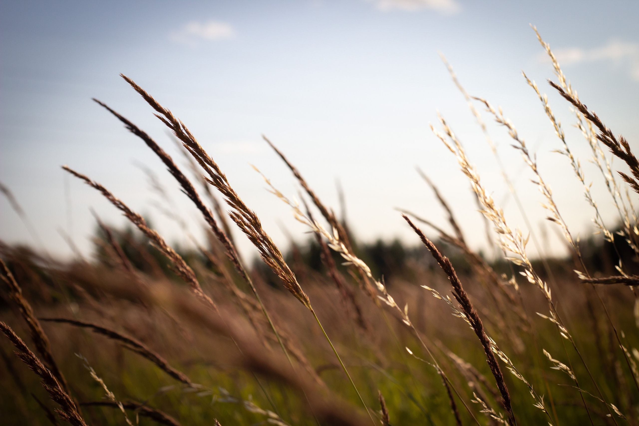 Природа. Polyframe