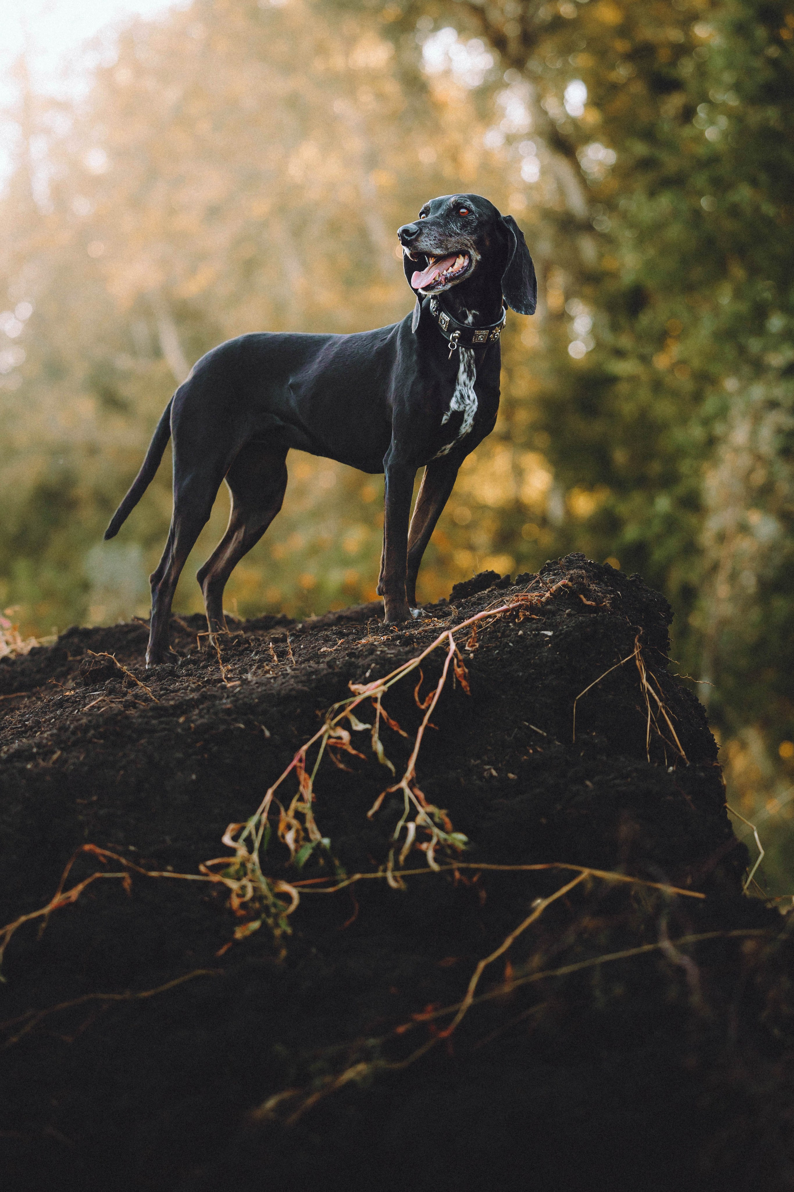 Камри и Пафи