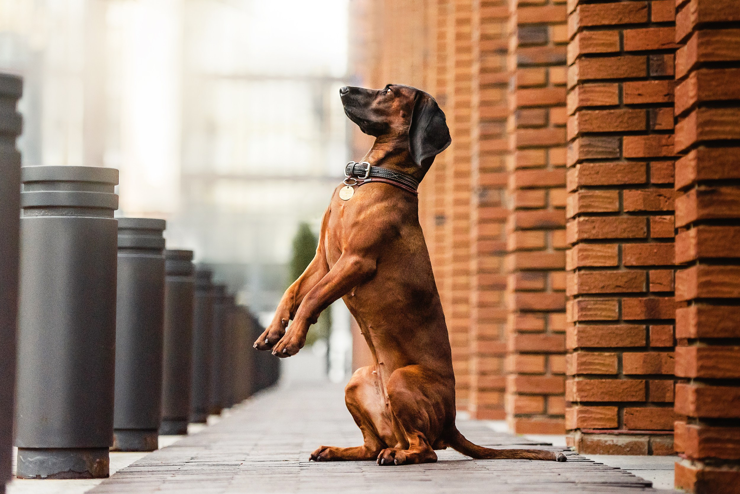 Катя, Дима и Дакота. Городская Love Story. Семейный Фотограф в Москве Ирина Хохлова