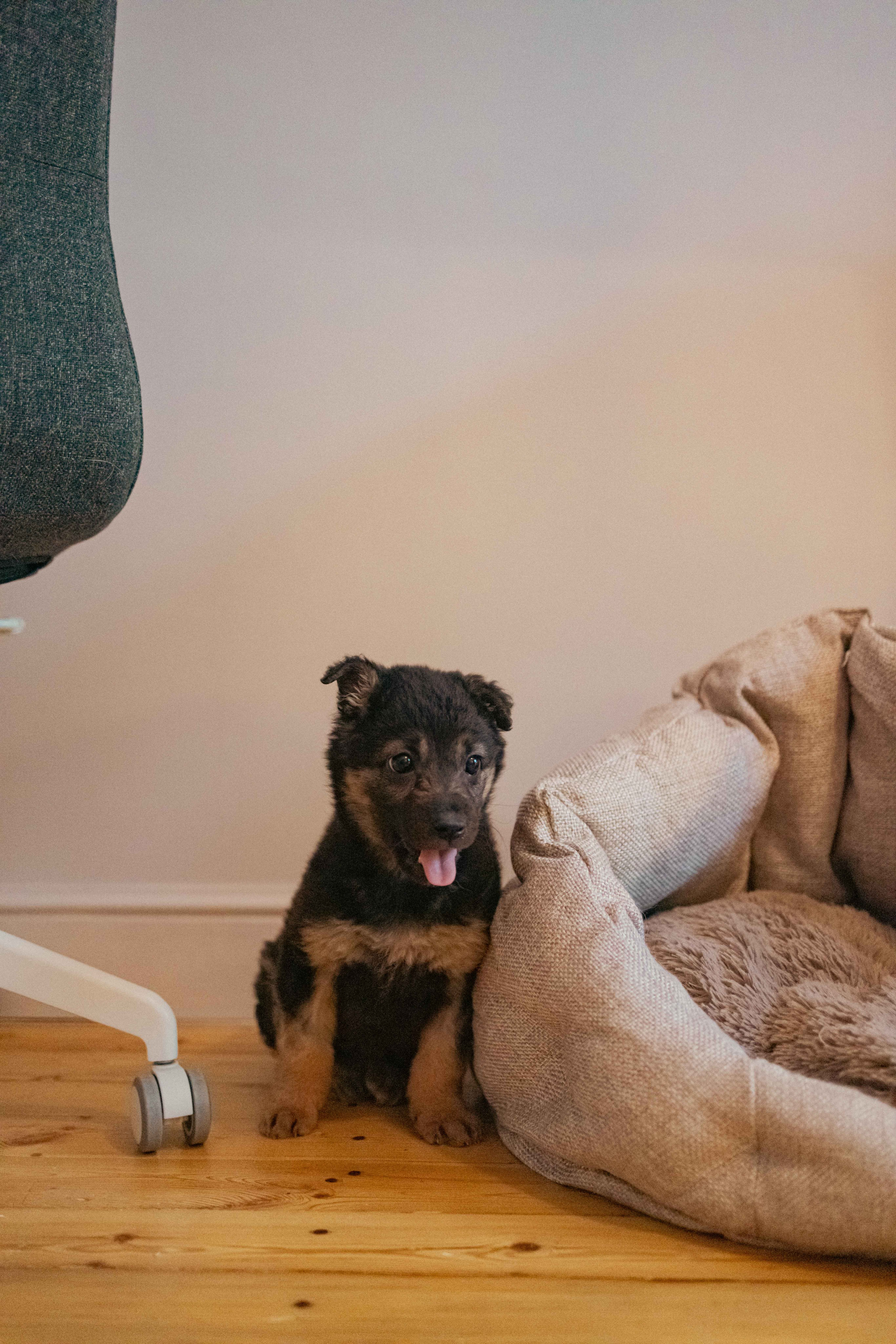 Пеппа. Фотограф-анималист в Москве Лера Черноног