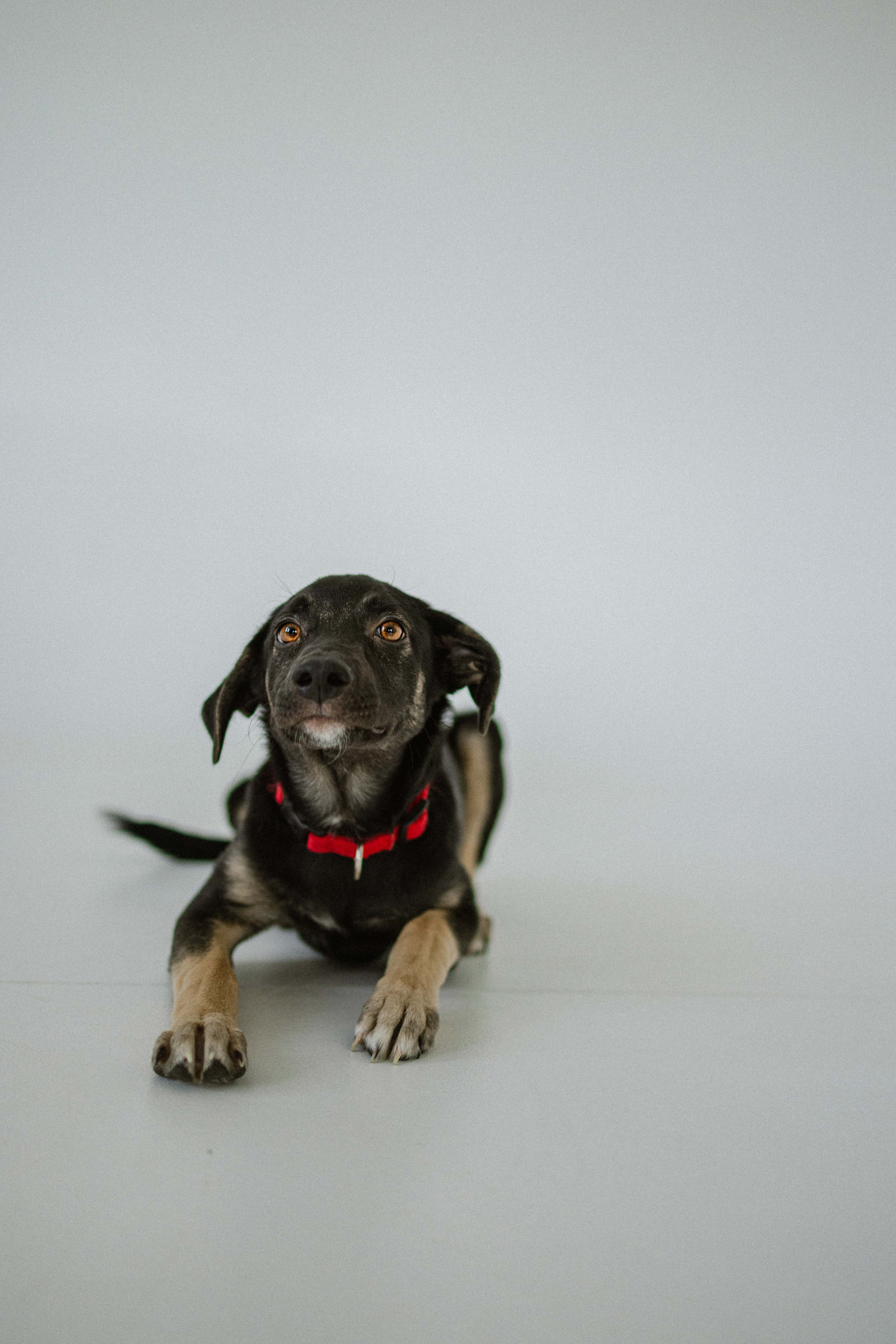 Крис и Тэдди. Фотограф-анималист в Москве Лера Черноног