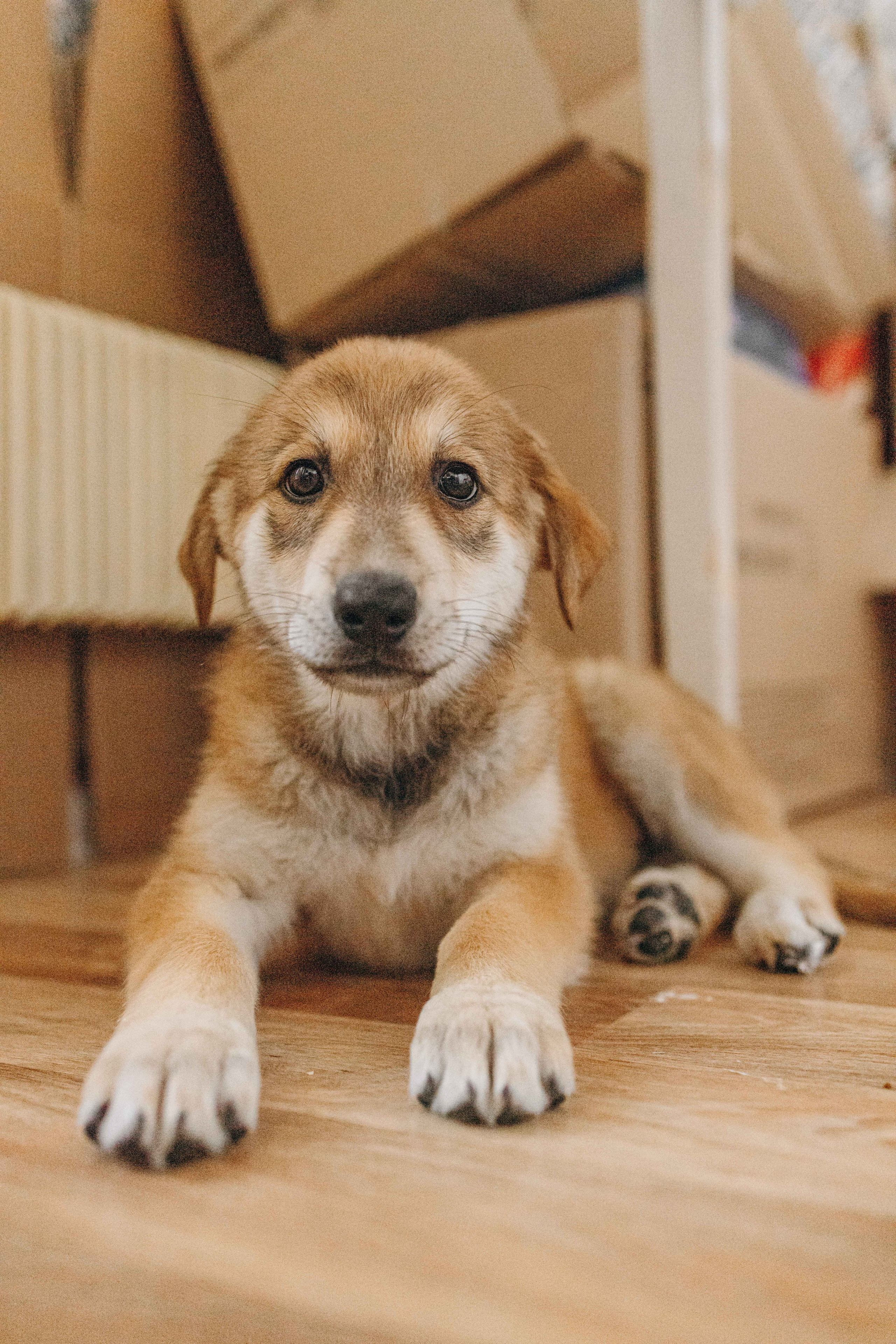 Щеночки на кухне. Фотограф-анималист в Москве Лера Черноног