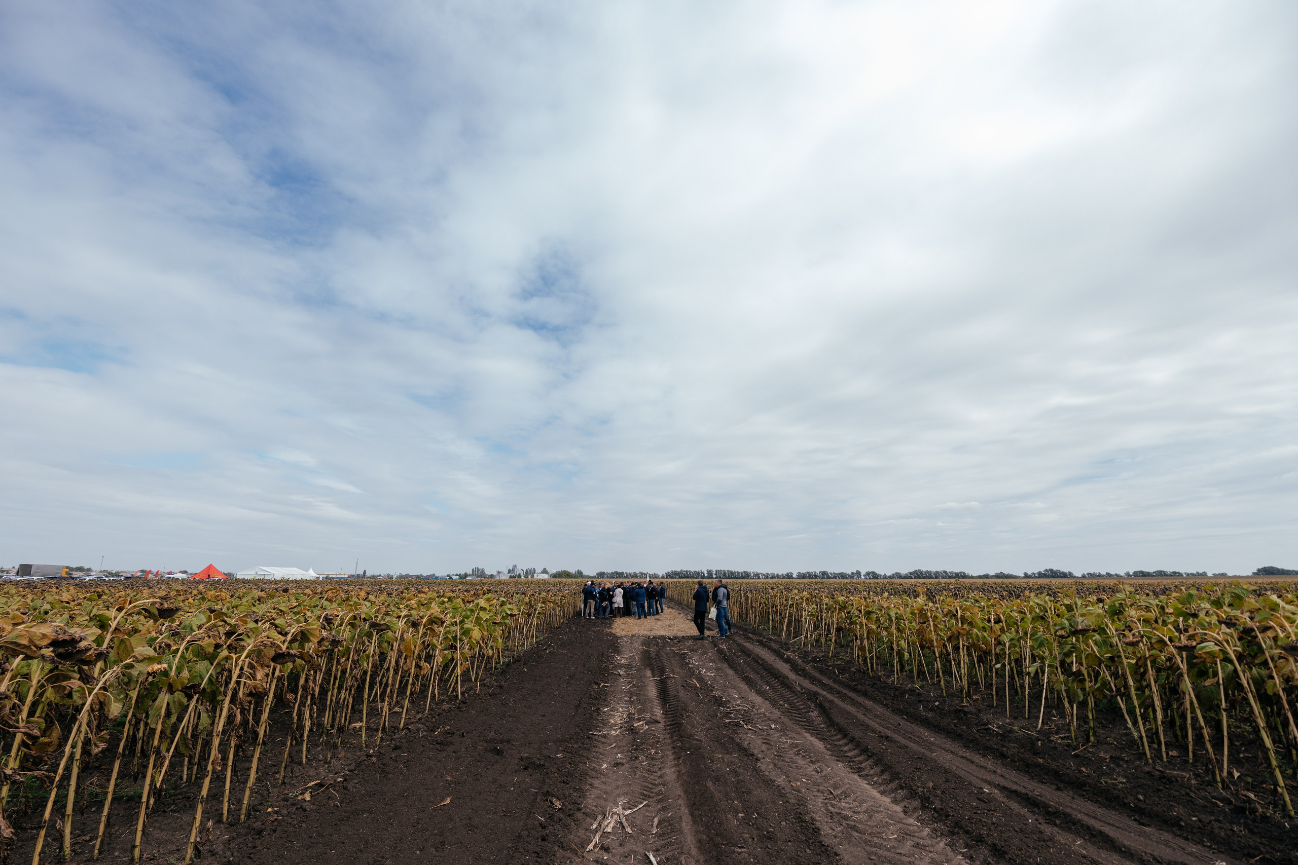 День поля. Фотограф Крохин Олег