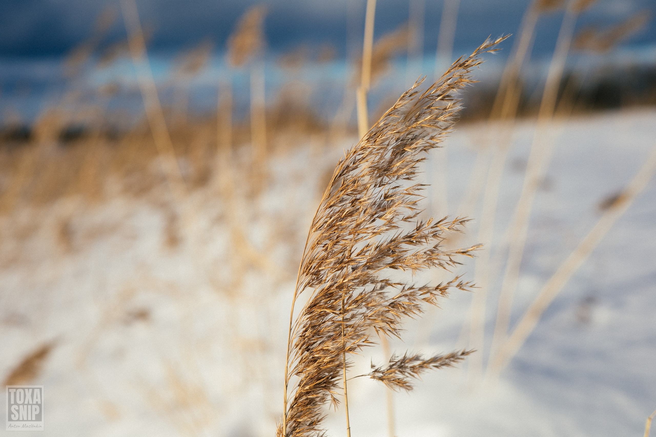 Winter / Зима. Toxasnip Photo | Anton Maslenkin