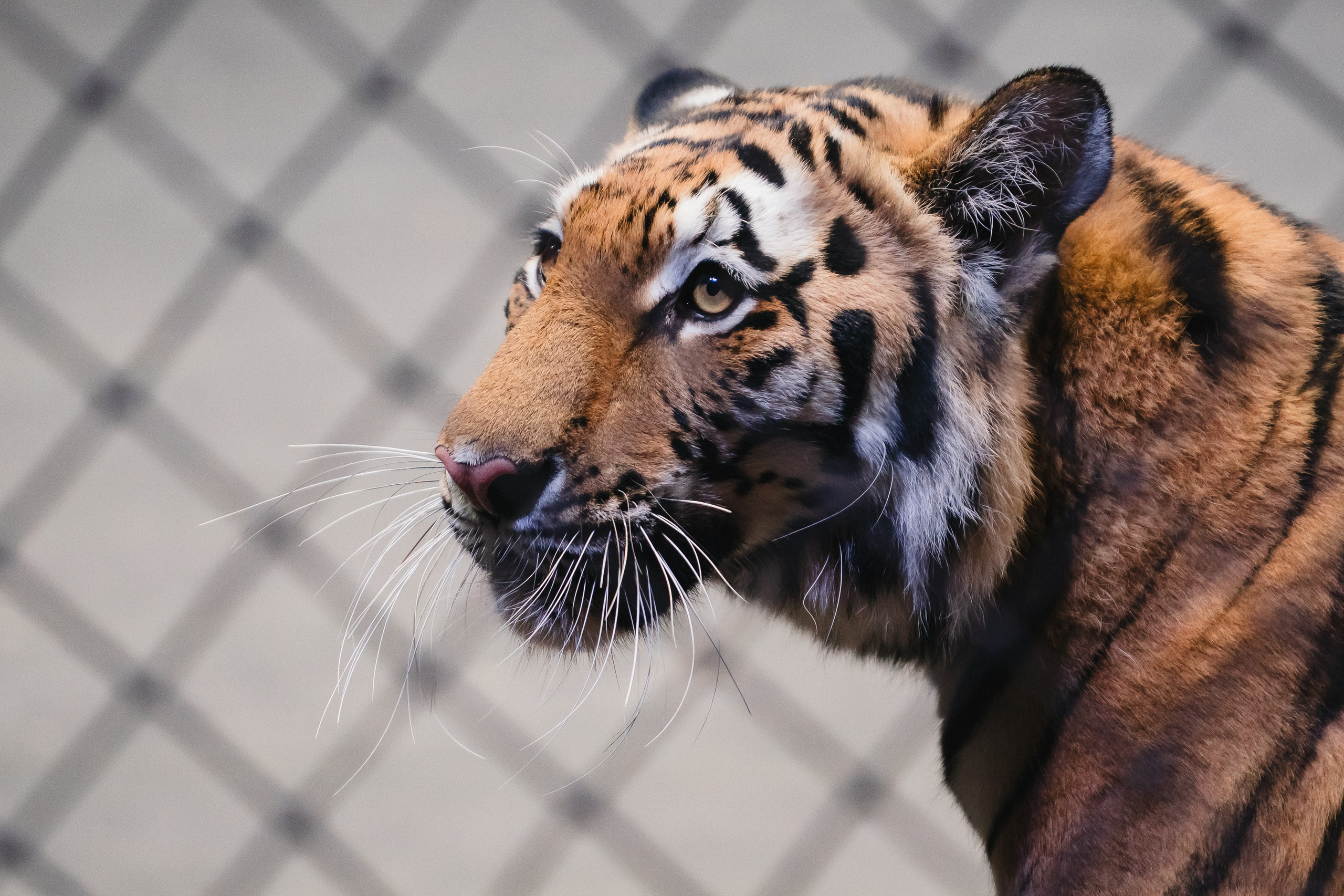 5 Континентов — Открытая репетиция. Воробьева Ксения — Спортивный и танцевальный фотограф Новосибирск