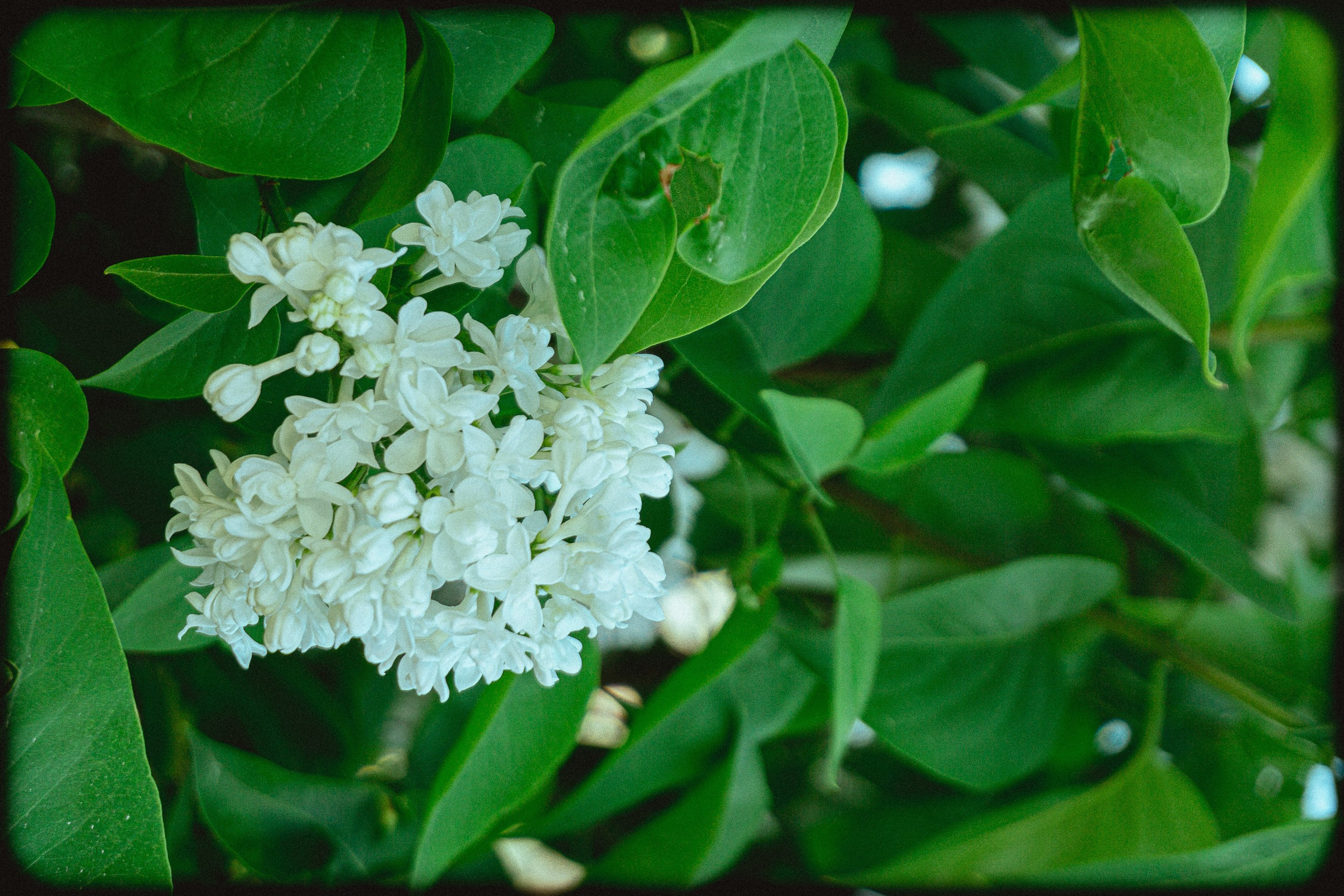 Авиапарк. Алексей Никифоров свадебный и семейный фотограф Москва, Химки