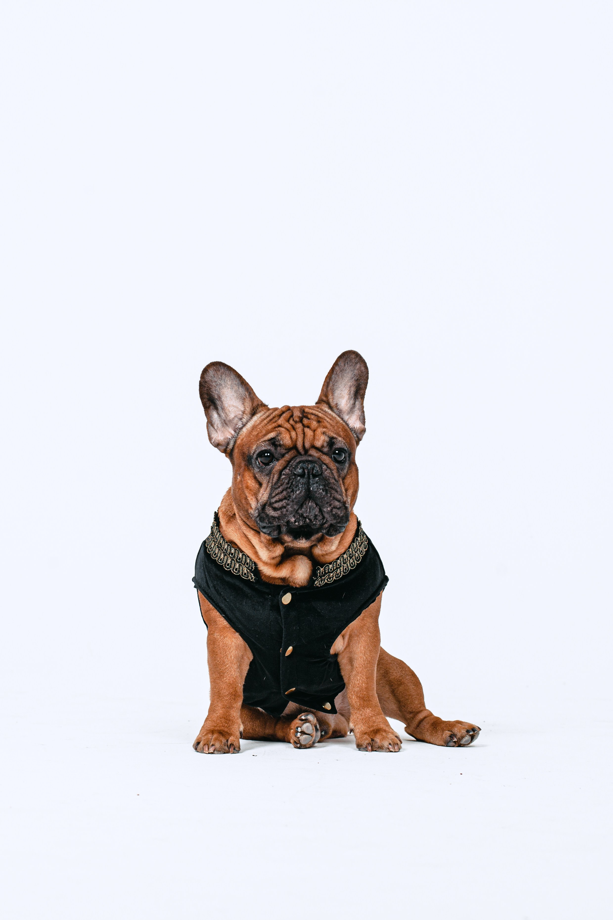 Пижамная вечеринка французских бульдогов и их хозяев. Фотограф-анималист Татьяна Степанова