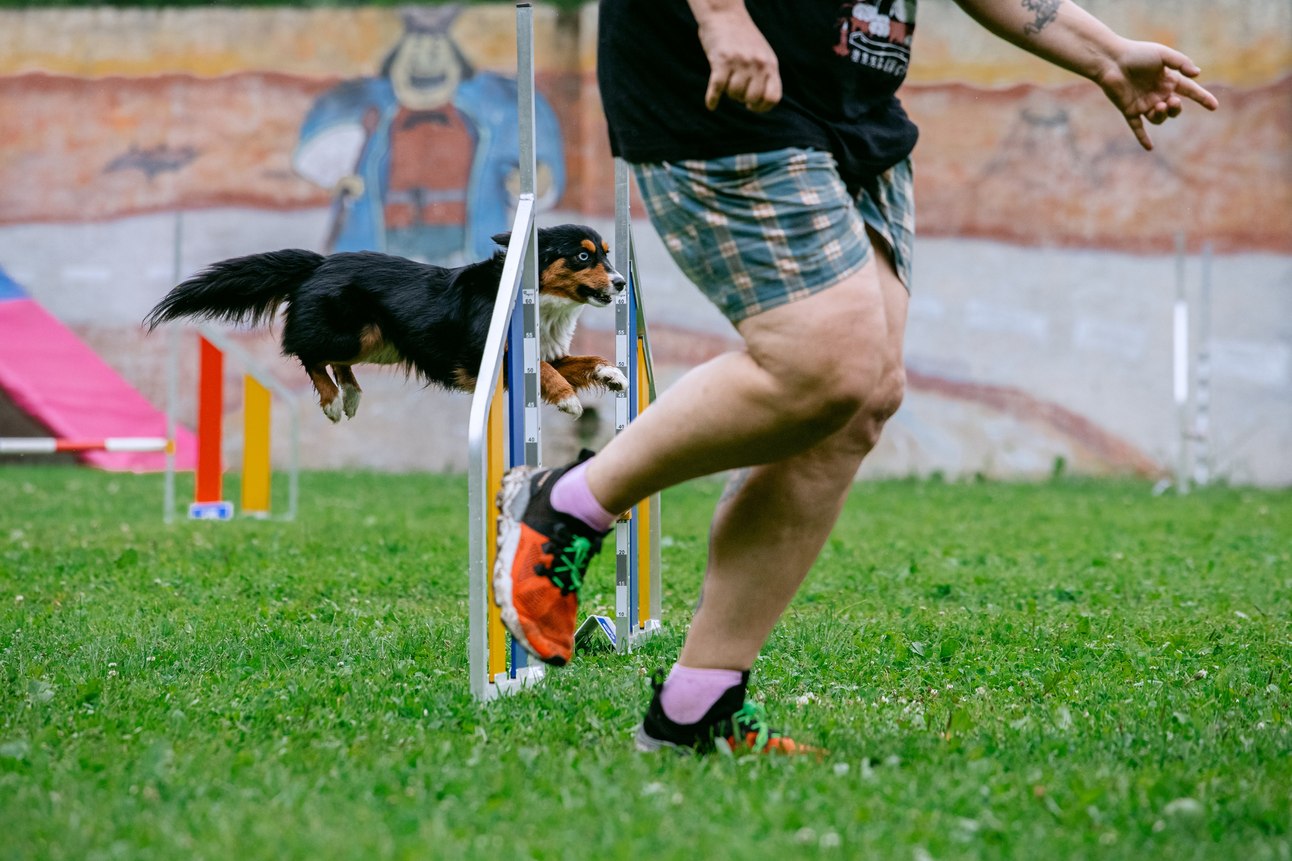Соревнования по аджилити Долгопрудный 30.06.2025. Фотограф-анималист Татьяна Степанова