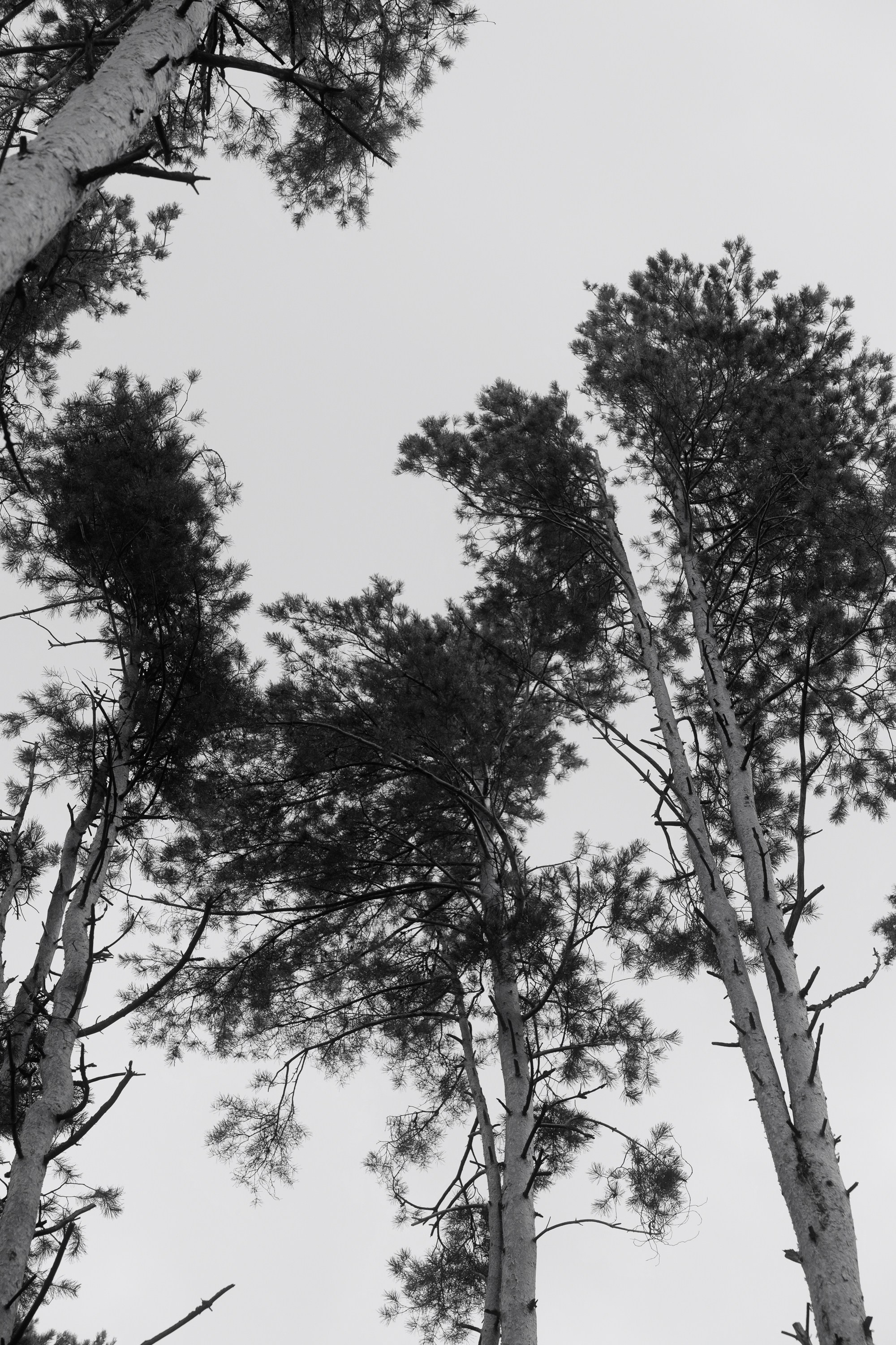 Алина и Евгений. Свадебный фотограф в Нижнем Новгороде и Москве Николай Майоров