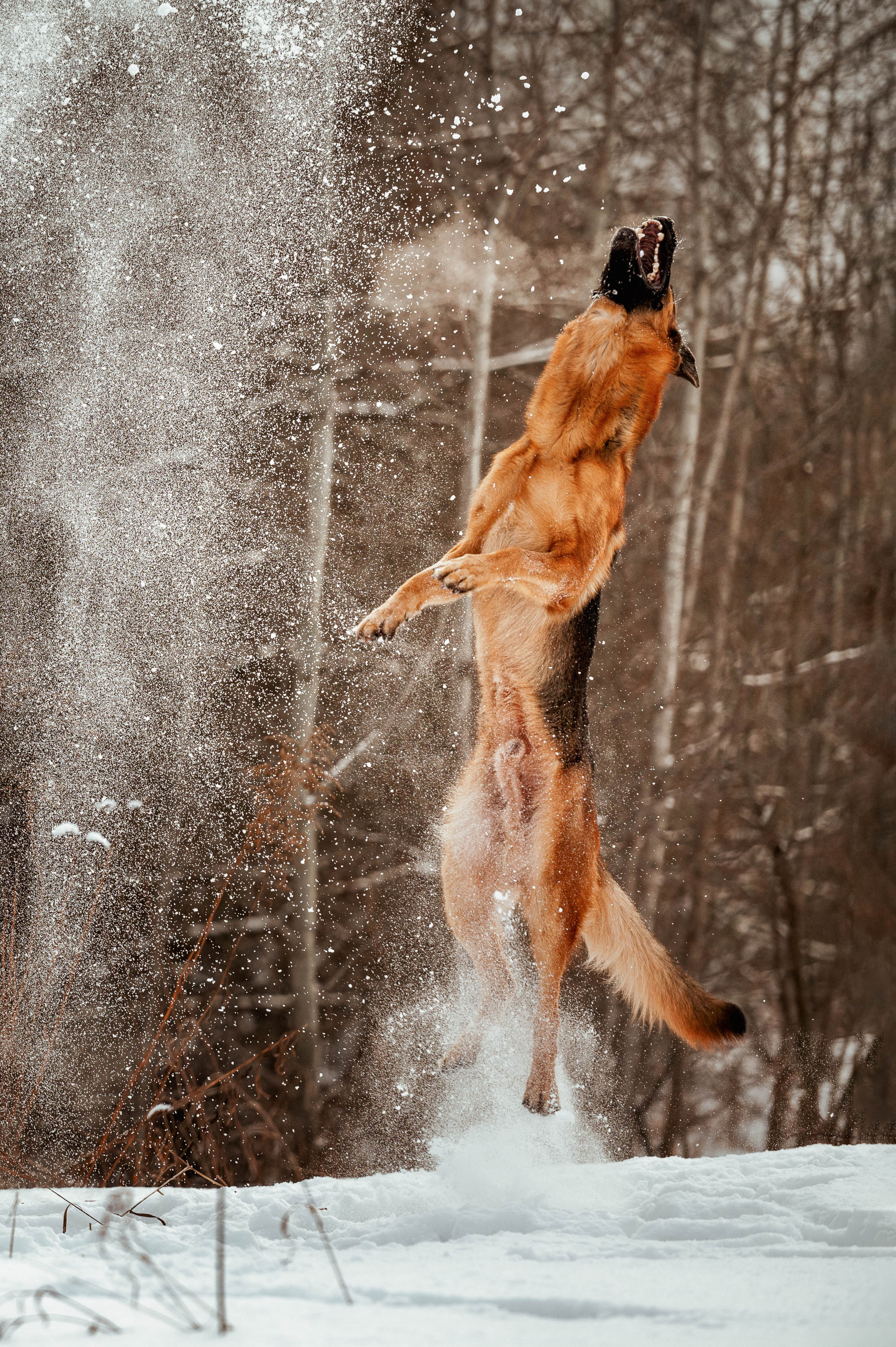 Вольт. Фотограф-анималист