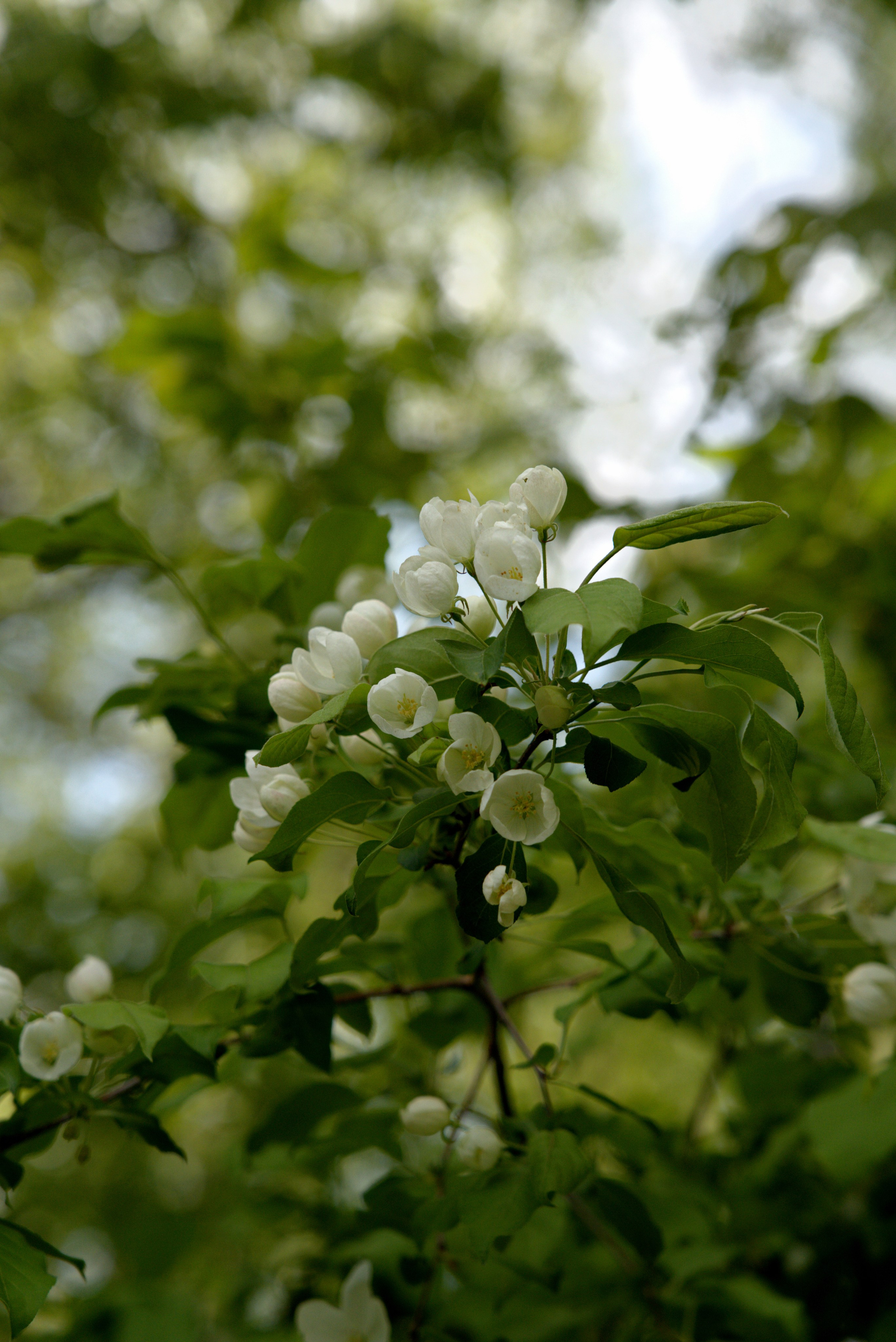 Музей-Заповедник «Царицыно» | 2025. GLAR