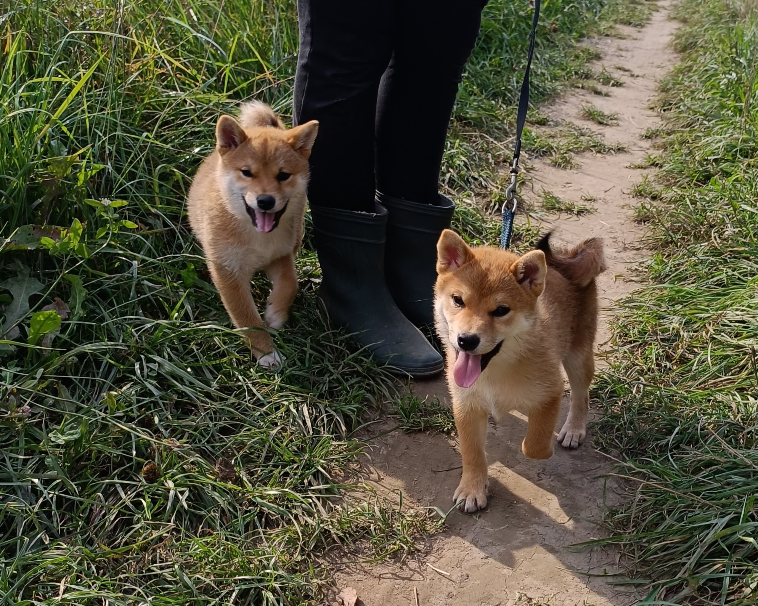 сиба питомник Рубилайт щенки на продажу rubylight  сиба щенки купить СПб Санкт-Петербург