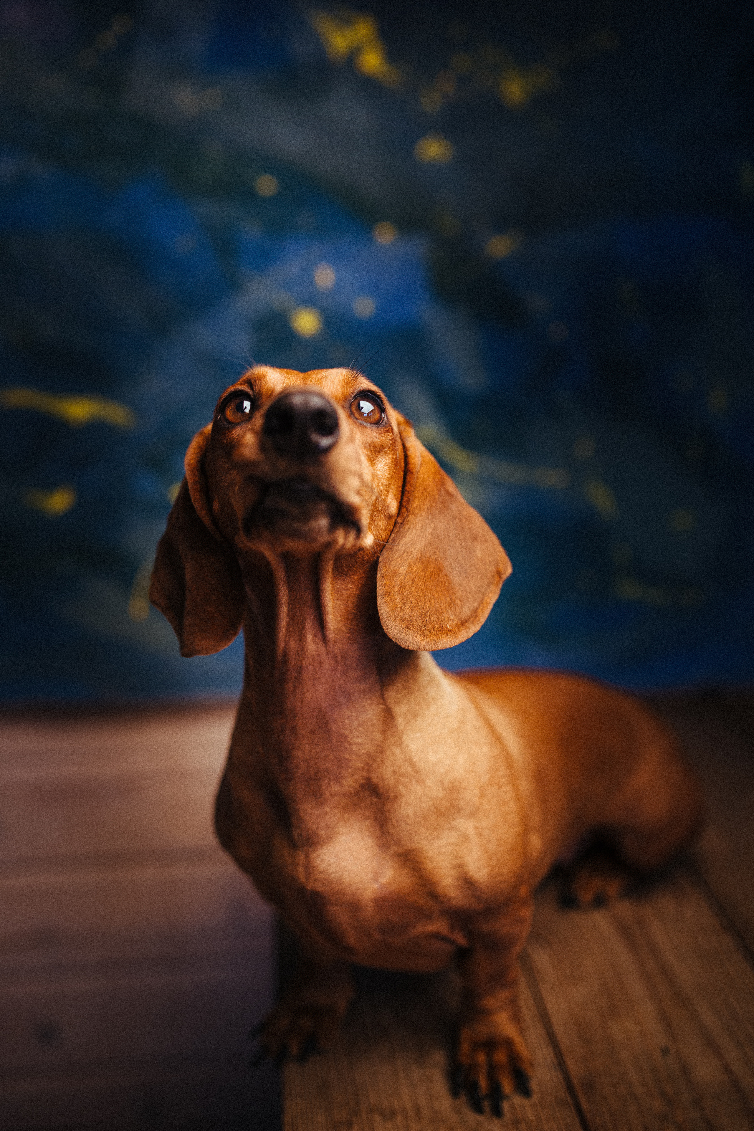 Братья наши меньшие. Детский, семейный и школьный фотограф Смоленск Москва Влад Старов