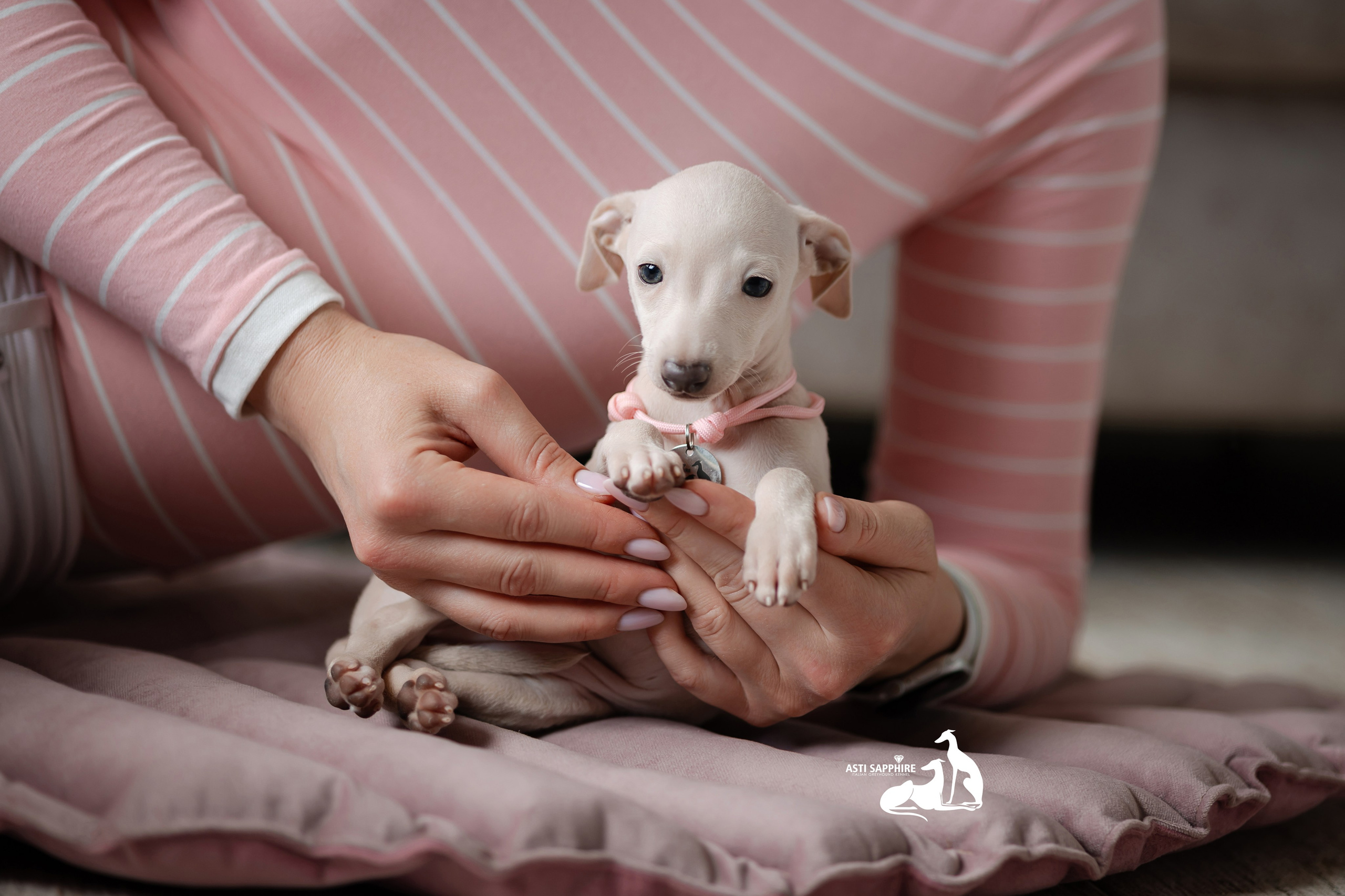 Белоснежные. Professional Italian Greyhound Kennel RKF/FCI ASTI SAPPHIRE 💎 Sochi|St. Petersburg