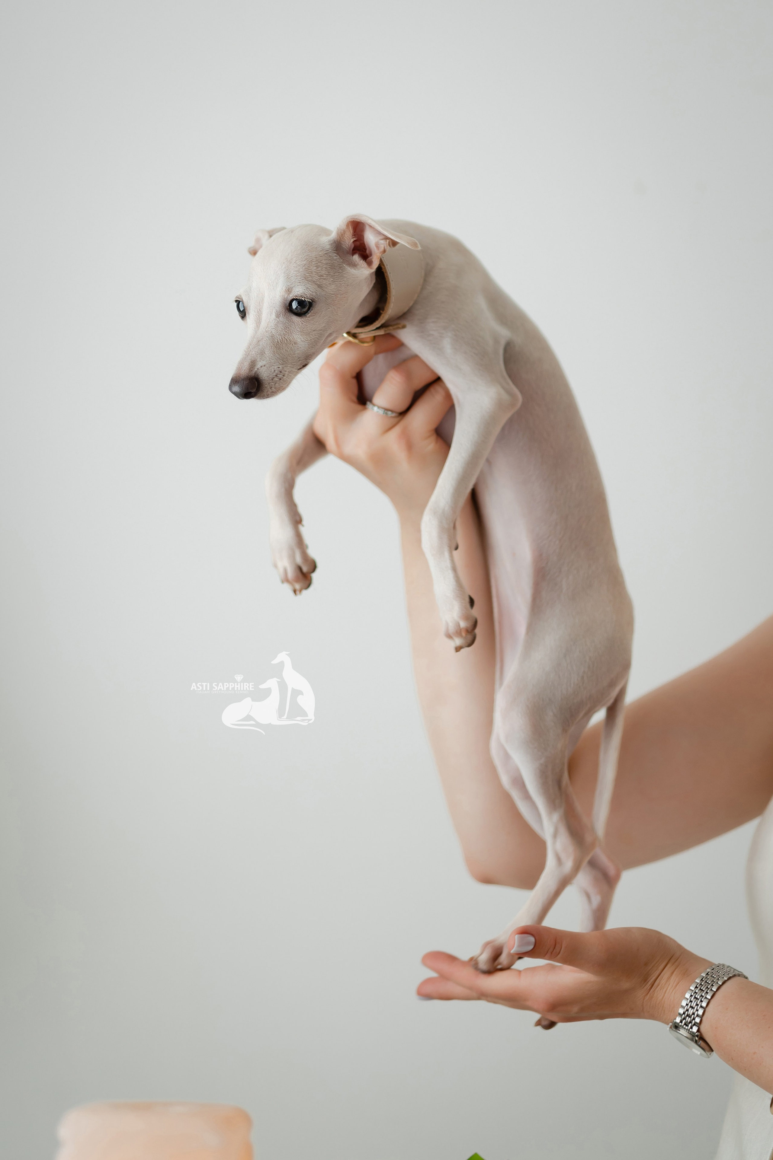 Чудесная шоу-девочка. Professional Italian Greyhound Kennel RKF/FCI ASTI SAPPHIRE 💎 Sochi|St. Petersburg