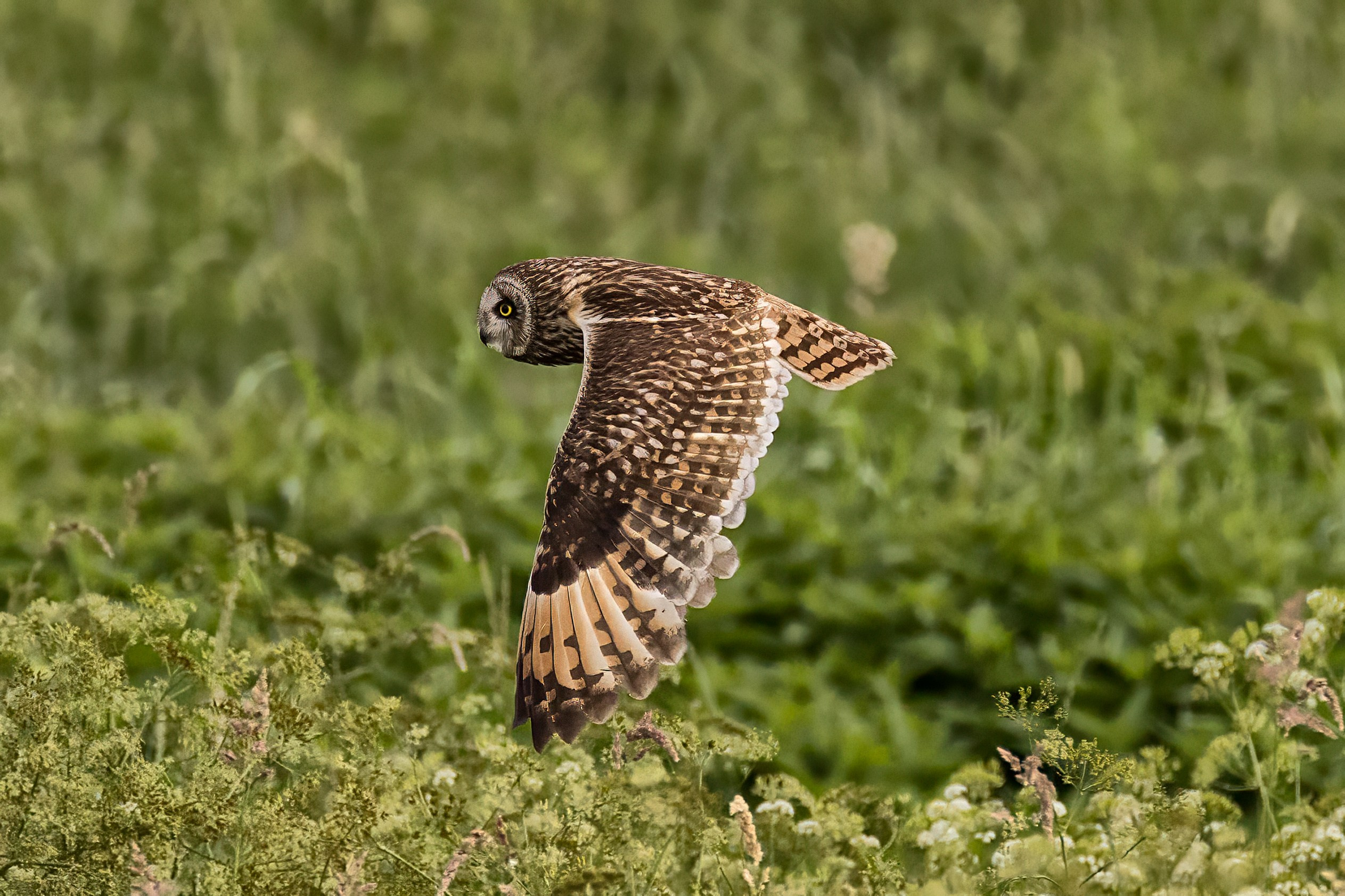 Болотная сова. Photomantis